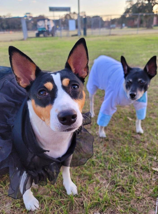 Tyler Pet Costume, Tyler Wednesday dog suit, Raven Pet Suit, Prom Pet Suit, prom dog suit, white Pet suit, wedding Pet suit, suit for pets