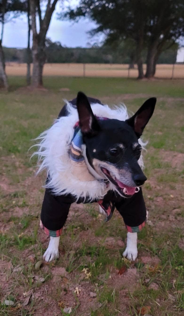 Pet hoodie jacket, pet winter jacket, pet coat, dog hoodie, dog jacket, quilted pet jacket, jackets for pets