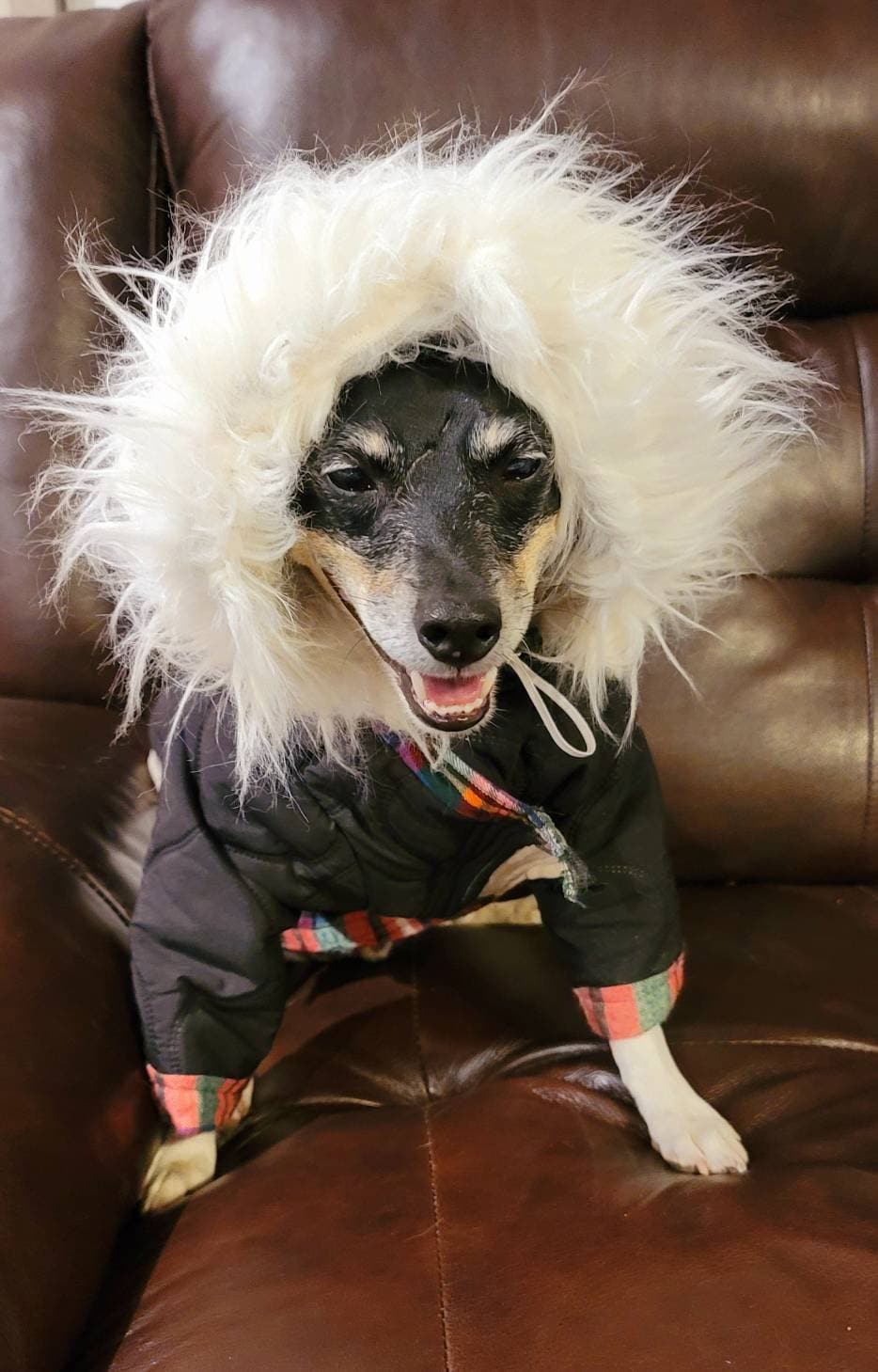 Pet hoodie jacket, pet winter jacket, pet coat, dog hoodie, dog jacket, quilted pet jacket, jackets for pets