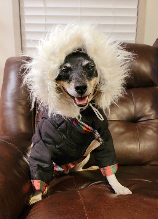 Pet hoodie jacket, pet winter jacket, pet coat, dog hoodie, dog jacket, quilted pet jacket, jackets for pets