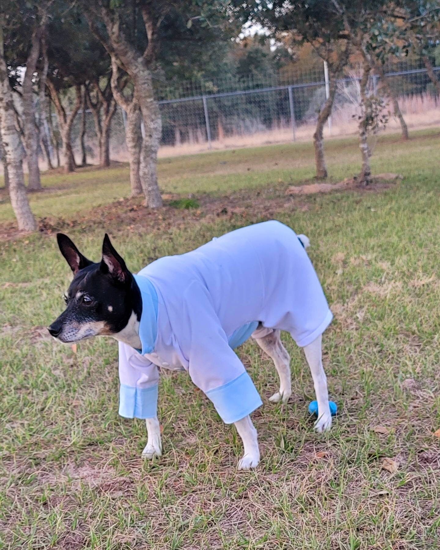 Tyler Pet Costume, Tyler Wednesday dog suit, Raven Pet Suit, Prom Pet Suit, prom dog suit, white Pet suit, wedding Pet suit, suit for pets