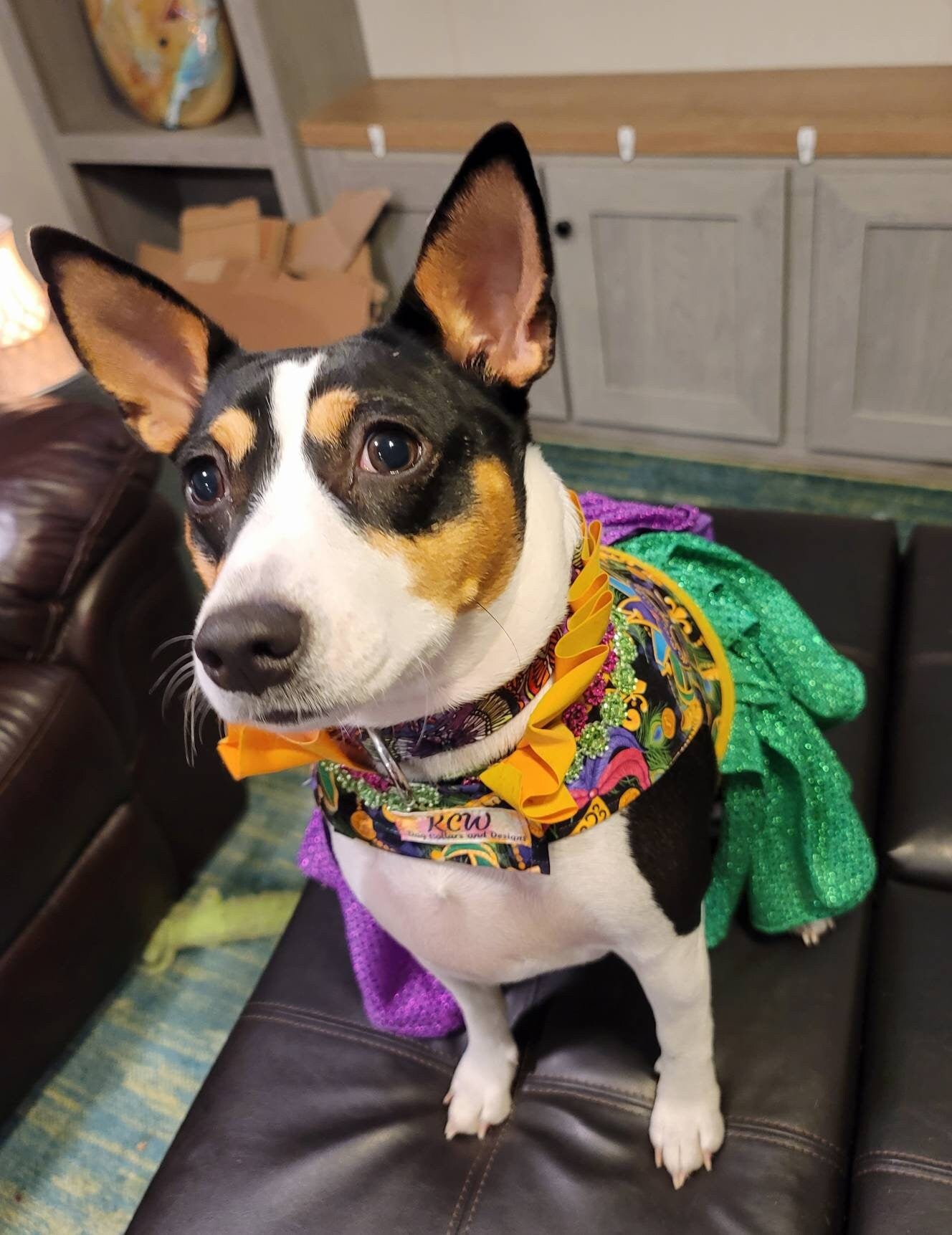 Pet Mardi Gras Costume, Dog Mardi Gras Costume, Mardi Gras Pet Dress, Fat Tuesday Pet Costume, Mardi Gras Pet, Mardi Gras dog cat dress
