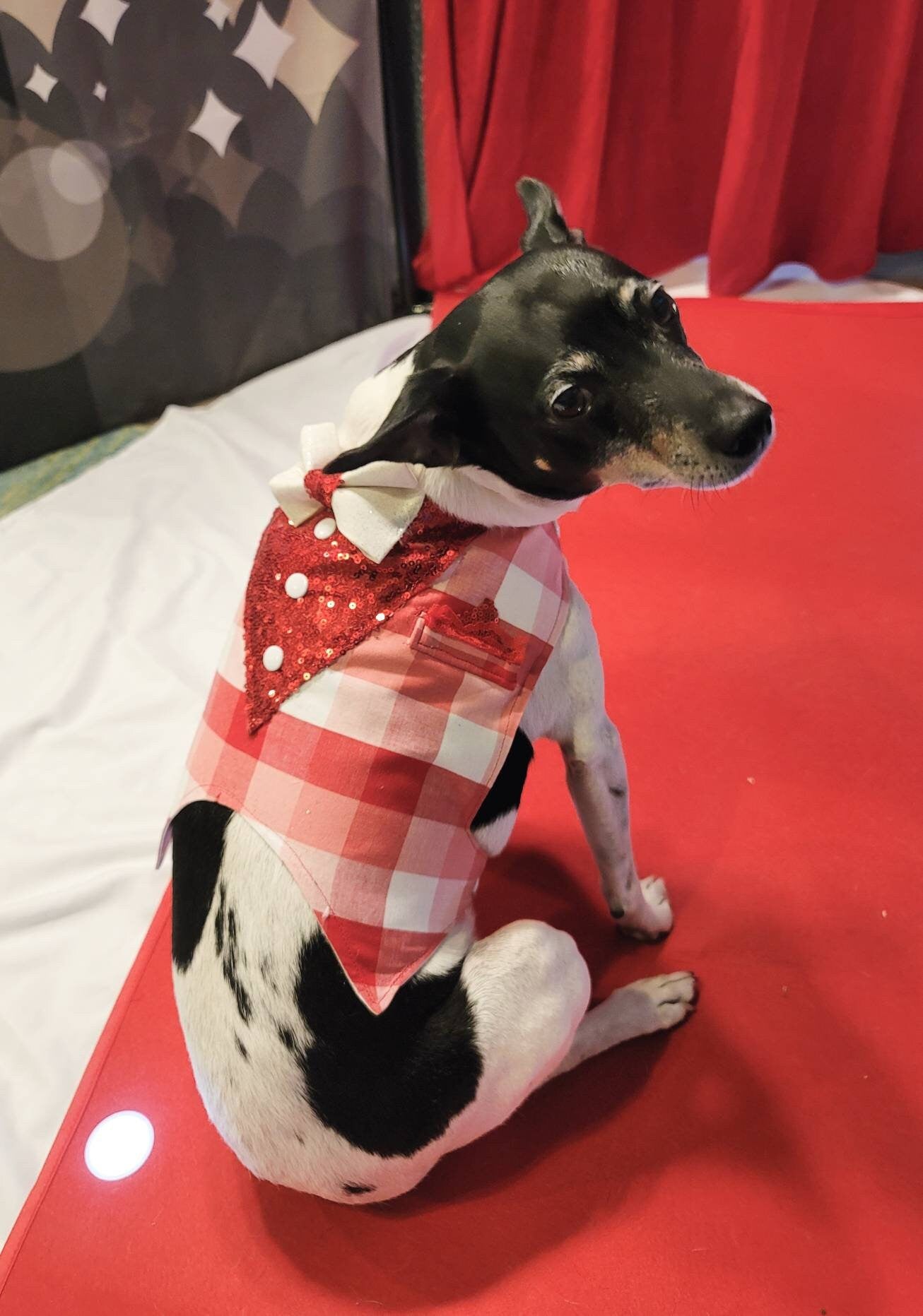 Valentine pet vest, Valentine dog vest, Valentine cat vest, pet vest, vest for pets, Valentine pet tuxedo, dog tuxedo, cat tuxedo