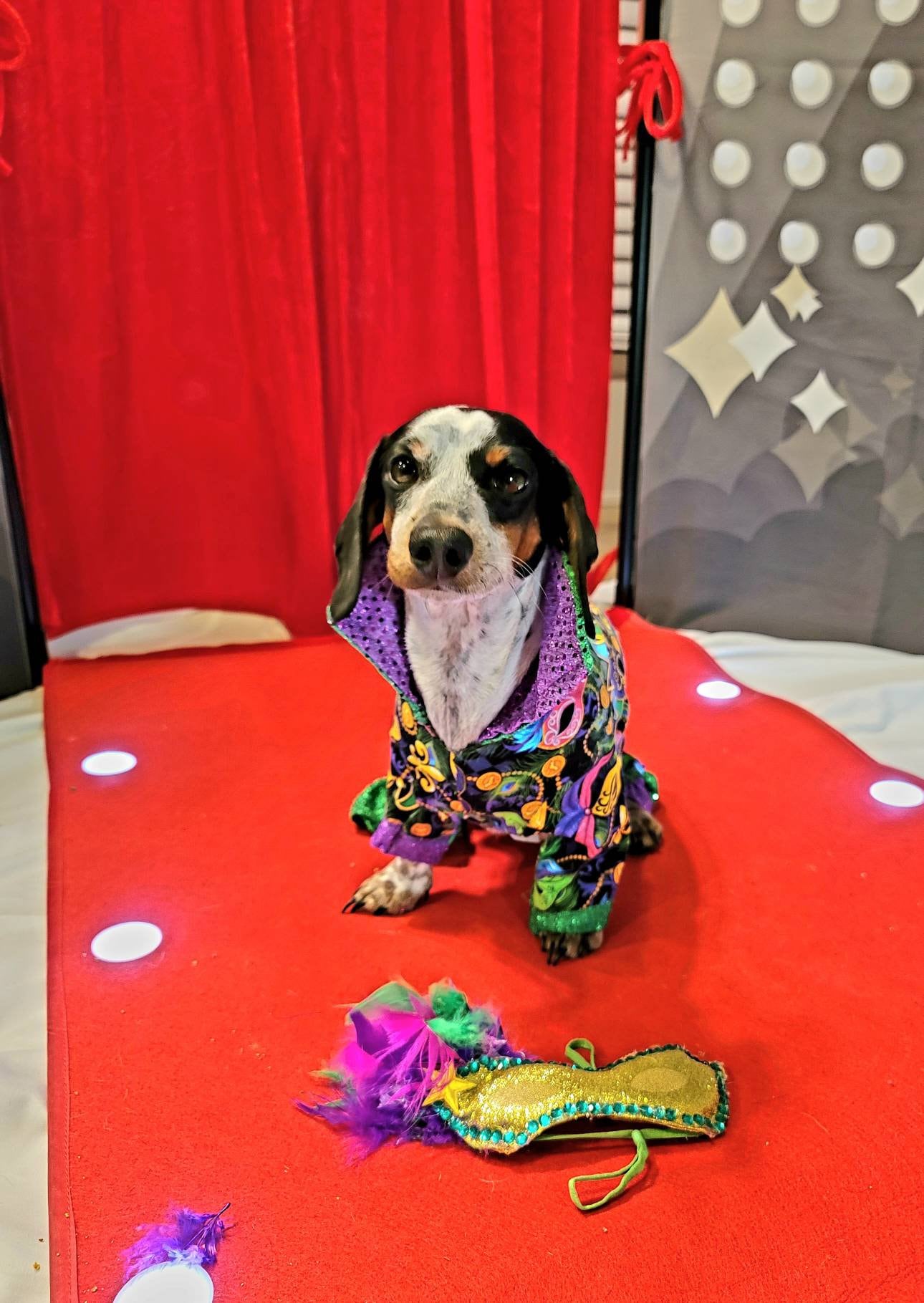 Mardi Gras male pet outfit, Mardi Gras Pet body suit, Fat Tuesday dog costume, Mardi Gras dog costume, Mardi Gras Cat, Mardi Gras suit