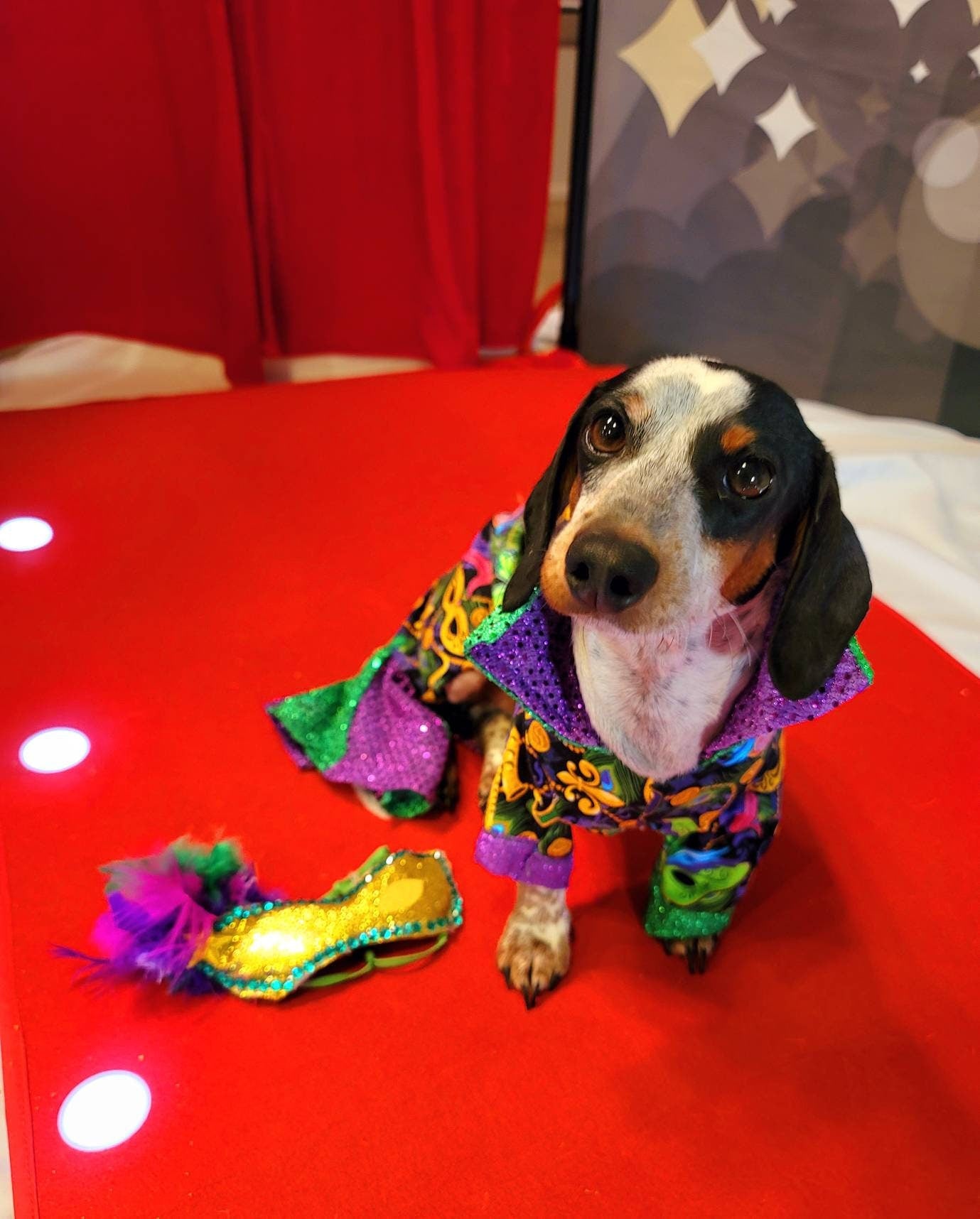 Mardi Gras male pet outfit, Mardi Gras Pet body suit, Fat Tuesday dog costume, Mardi Gras dog costume, Mardi Gras Cat, Mardi Gras suit