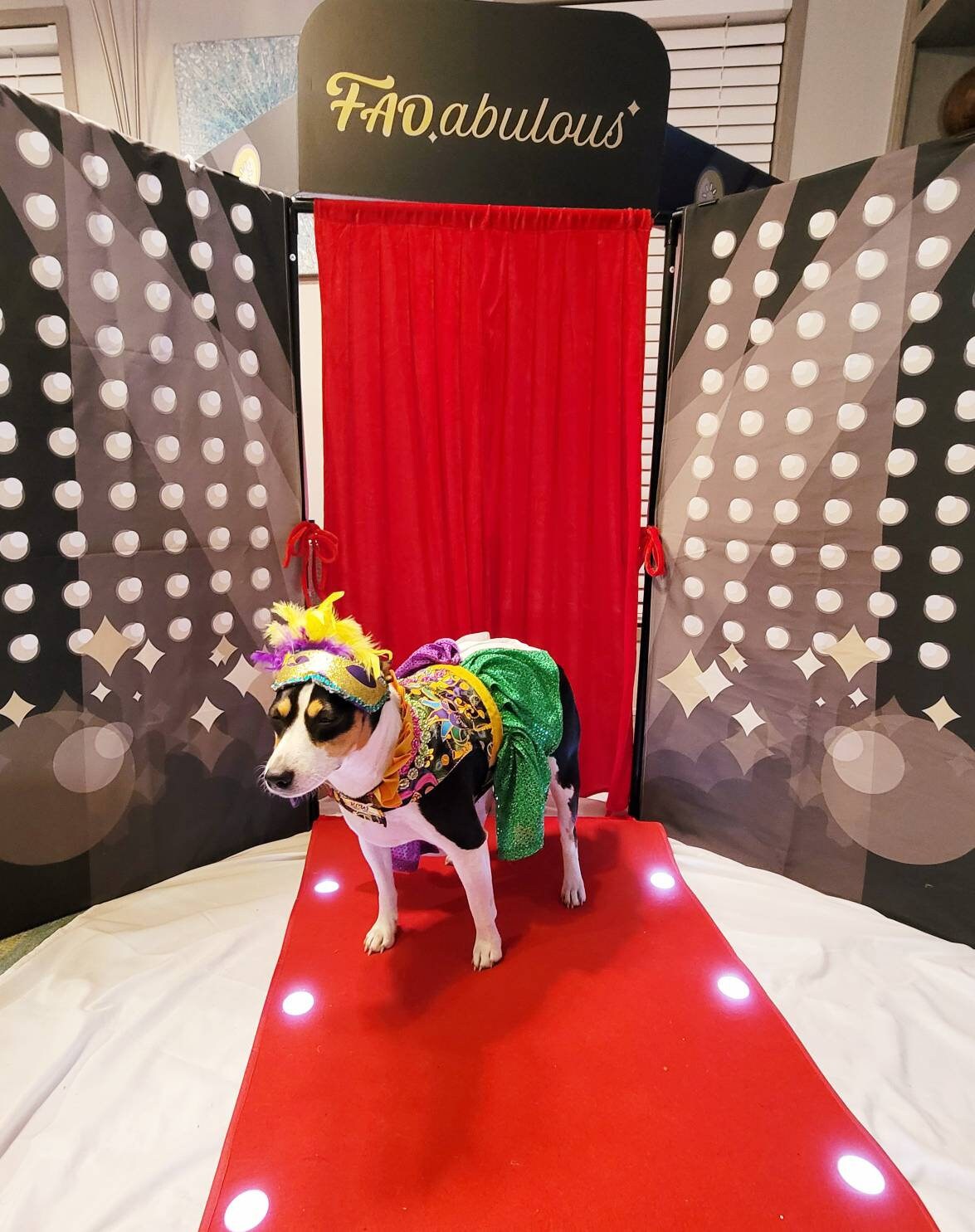 Pet Mardi Gras Costume, Dog Mardi Gras Costume, Mardi Gras Pet Dress, Fat Tuesday Pet Costume, Mardi Gras Pet, Mardi Gras dog cat dress