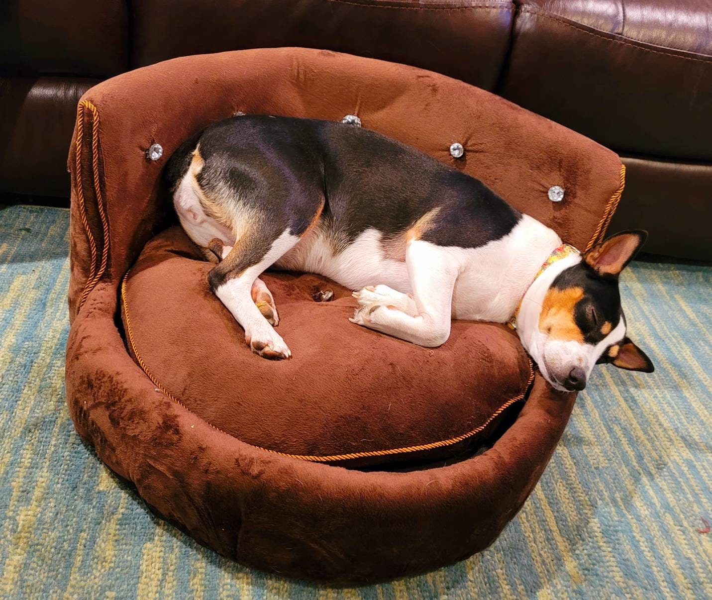 Round high back luxury pet chair, diamond pet chair, Round dog bed, Round pet bed, pet bed, pet couch luxury, Round pet sofa, pet furniture
