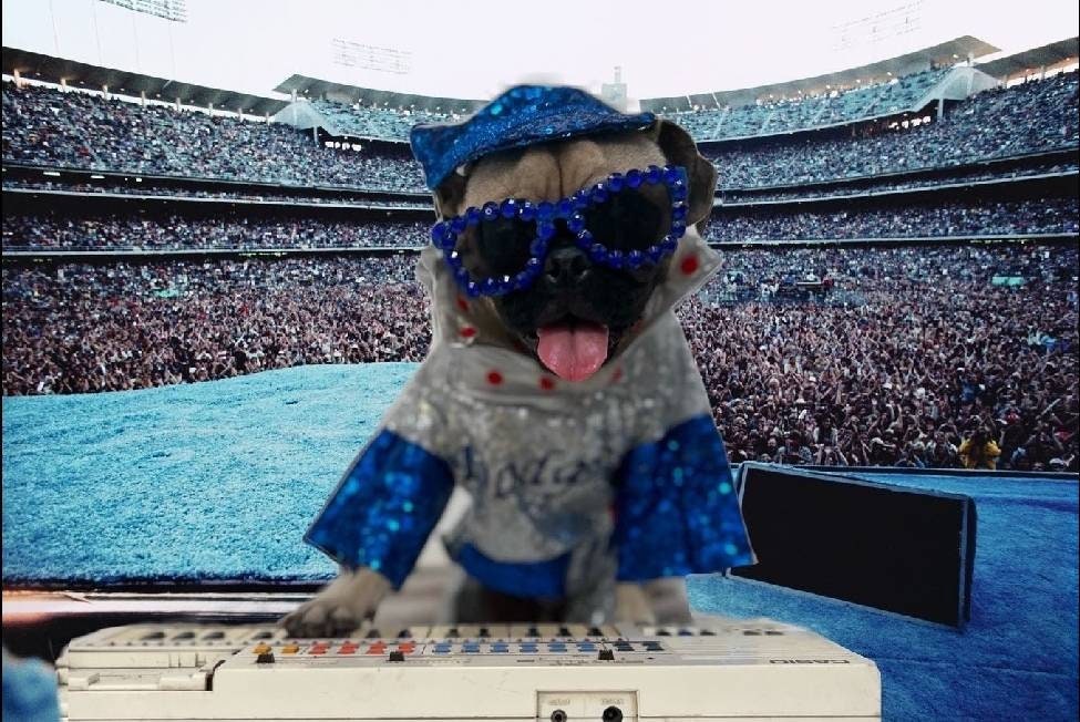 - Elton John Dodger sequin pet costume, Elton John Dodger dog costume, Elton cat costume