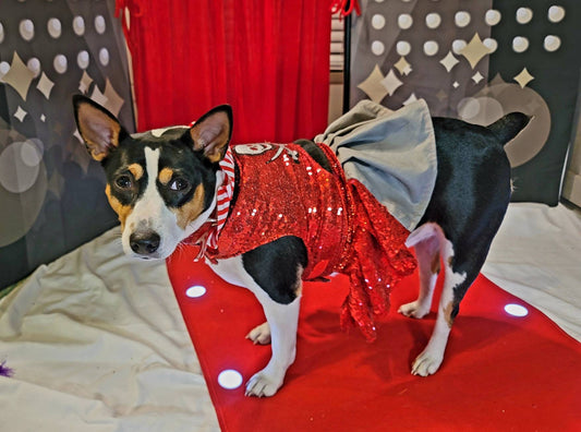Tampa Bay pet dress, Buccanneers pet dress, Tom Brady Pet dress, Tampa Bay Buccanneer dog dress, sequin pirate pet dress, cheerleading pet