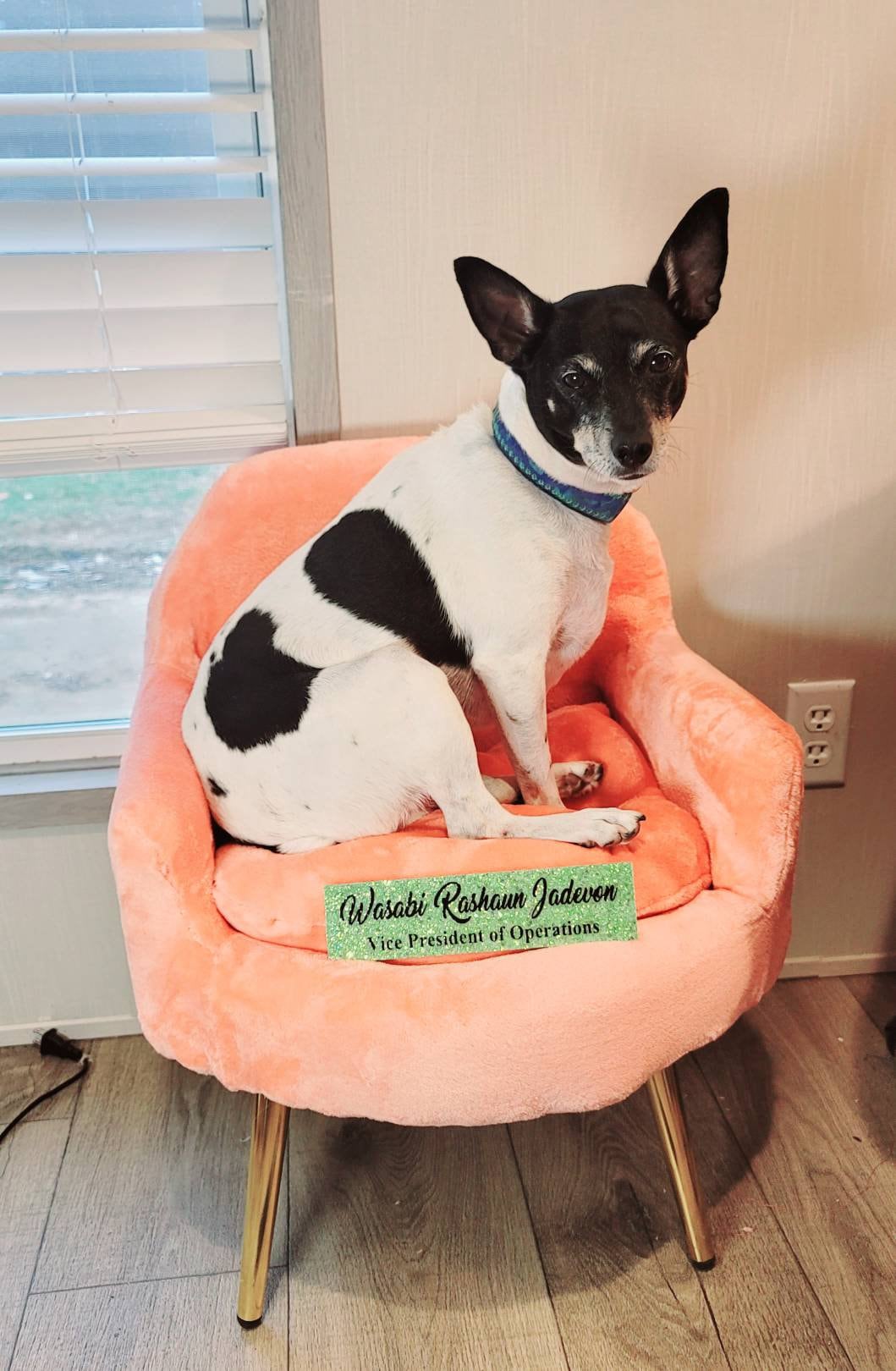Luxury Pet Chair, Office dog chair, office cat chair, luxury pet bed