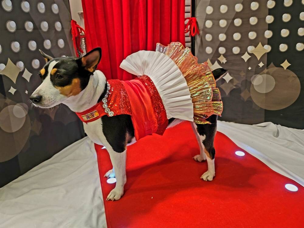 Valentine Pet Dress, Valentine dog dress, Red Sequin pet dress, Pet Valentine's dress, Dog Valentine's dress, pet dresses, cat dress