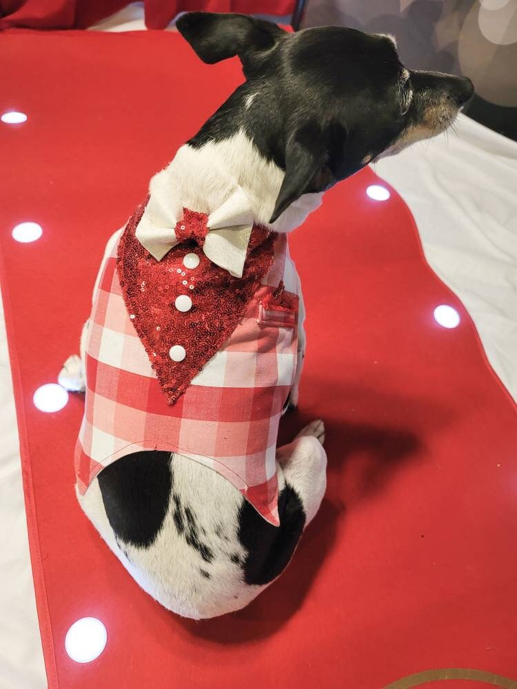 Valentine pet vest, Valentine dog vest, Valentine cat vest, pet vest, vest for pets, Valentine pet tuxedo, dog tuxedo, cat tuxedo