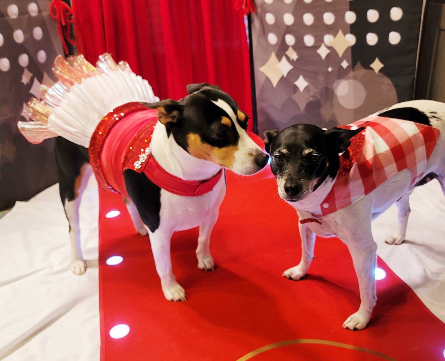 Valentine pet vest, Valentine dog vest, Valentine cat vest, pet vest, vest for pets, Valentine pet tuxedo, dog tuxedo, cat tuxedo