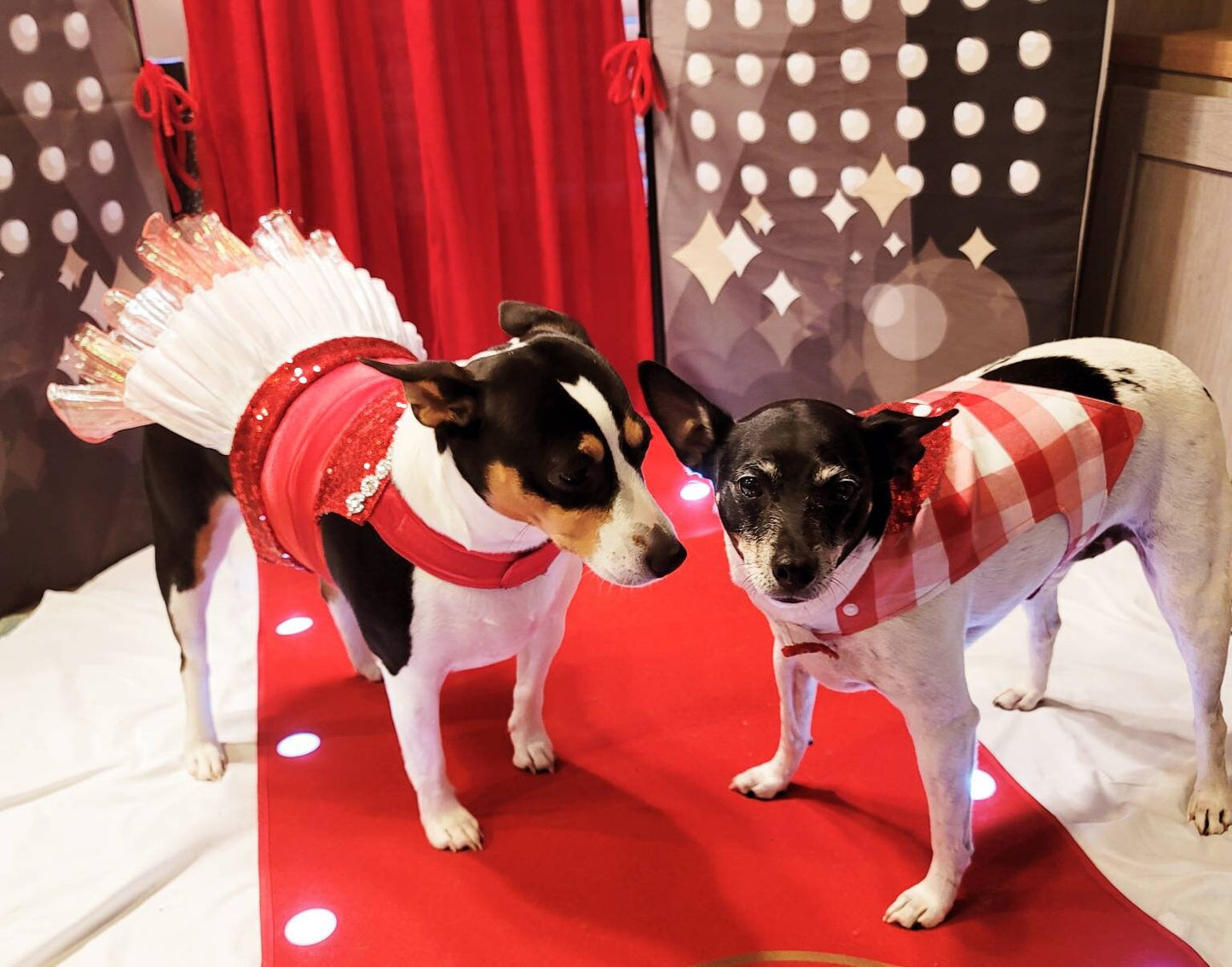 Valentine pet vest, Valentine dog vest, Valentine cat vest, pet vest, vest for pets, Valentine pet tuxedo, dog tuxedo, cat tuxedo