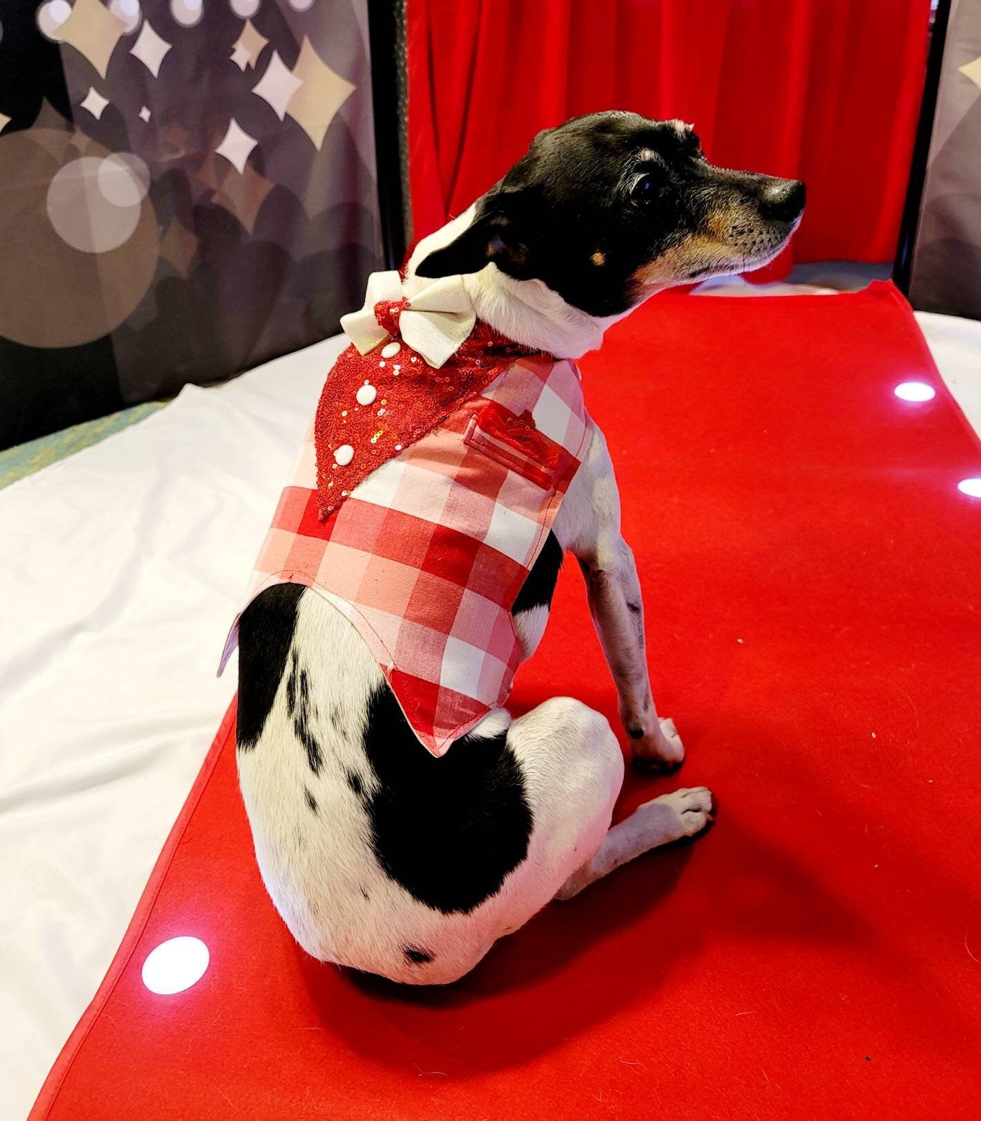 Valentine pet vest, Valentine dog vest, Valentine cat vest, pet vest, vest for pets, Valentine pet tuxedo, dog tuxedo, cat tuxedo