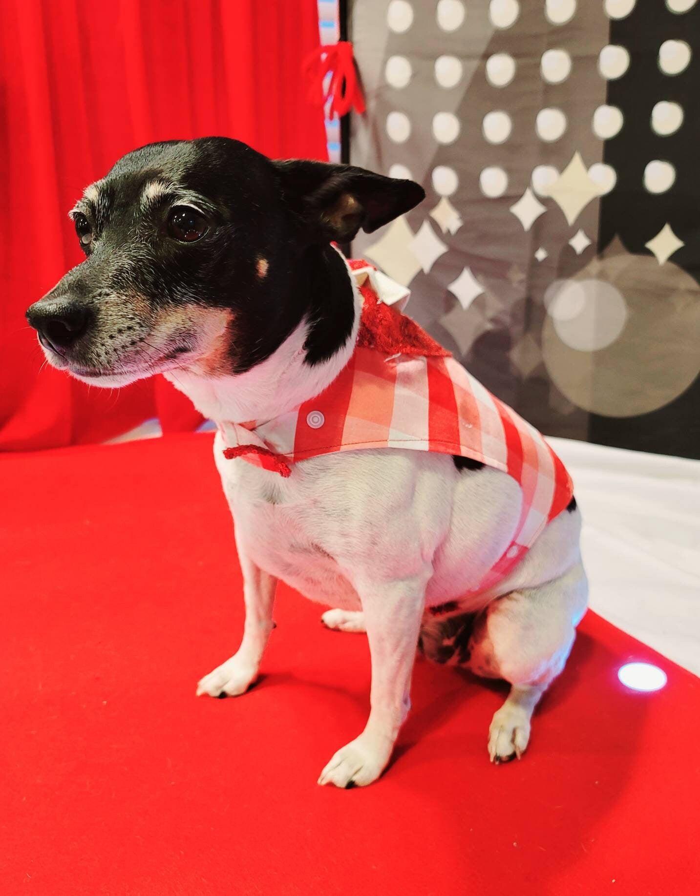 Valentine pet vest, Valentine dog vest, Valentine cat vest, pet vest, vest for pets, Valentine pet tuxedo, dog tuxedo, cat tuxedo