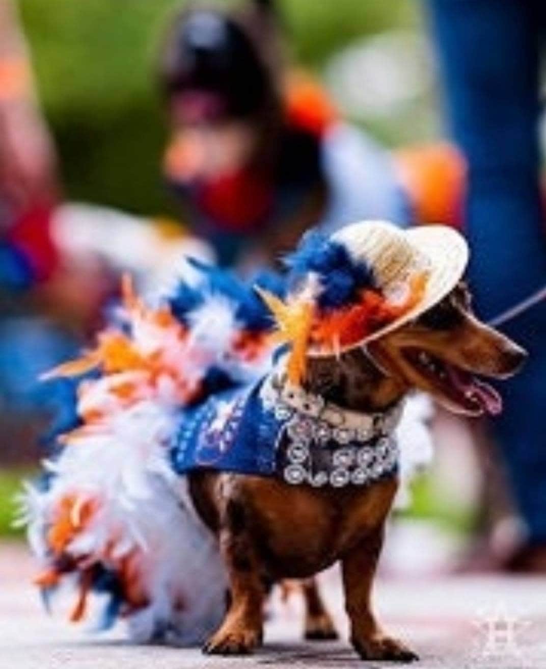 Houston Astros feather Pet dress, Astros feather dog dresses, Astros cat dress, Houston Astros Pet dresses, feather pet dresses, dog dress