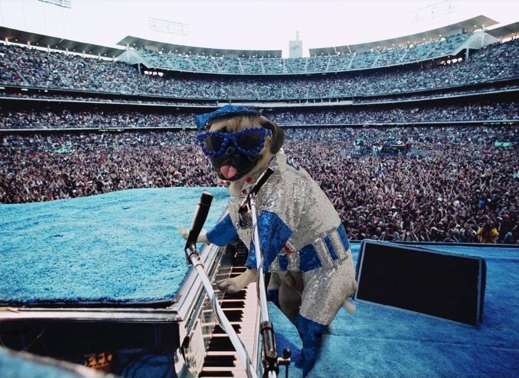 - Elton John Dodger sequin pet costume, Elton John Dodger dog costume, Elton cat costume