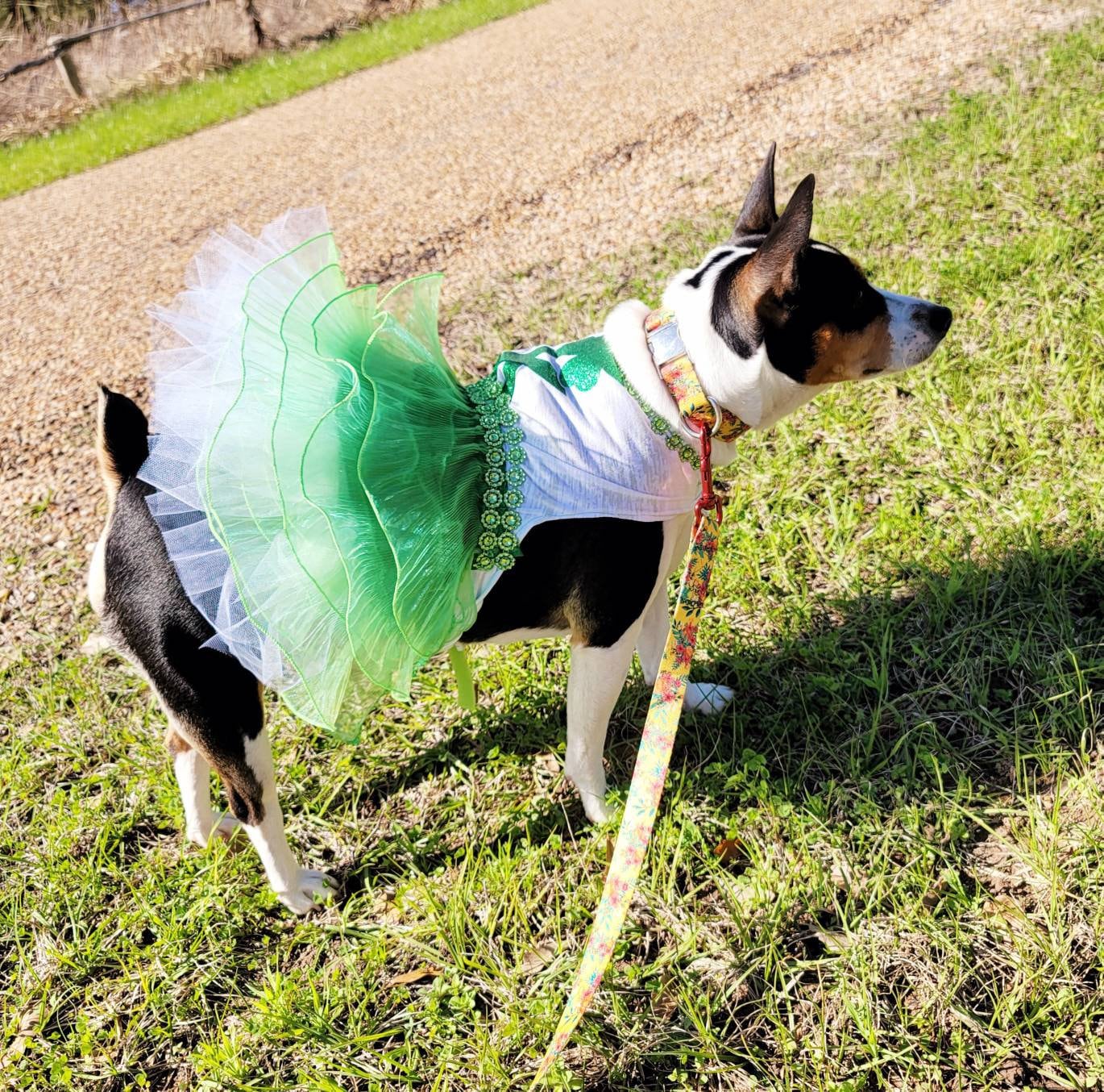 St Patrick's day Pet Dress, Patty's day pet dress, Irish pet dress, St Patrick day dog dress, lucky pet dress, Patty's day dog dress