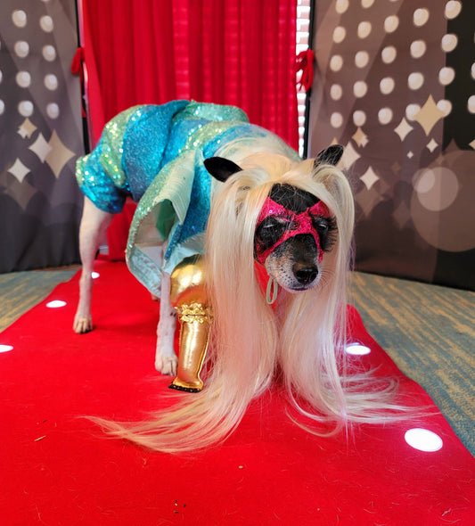 Lady Gaga Concert pet costume, Lady Gaga concert dog costume, Pop Singer pet costume, Halloween Pet Costume, Lady Gaga dog costume