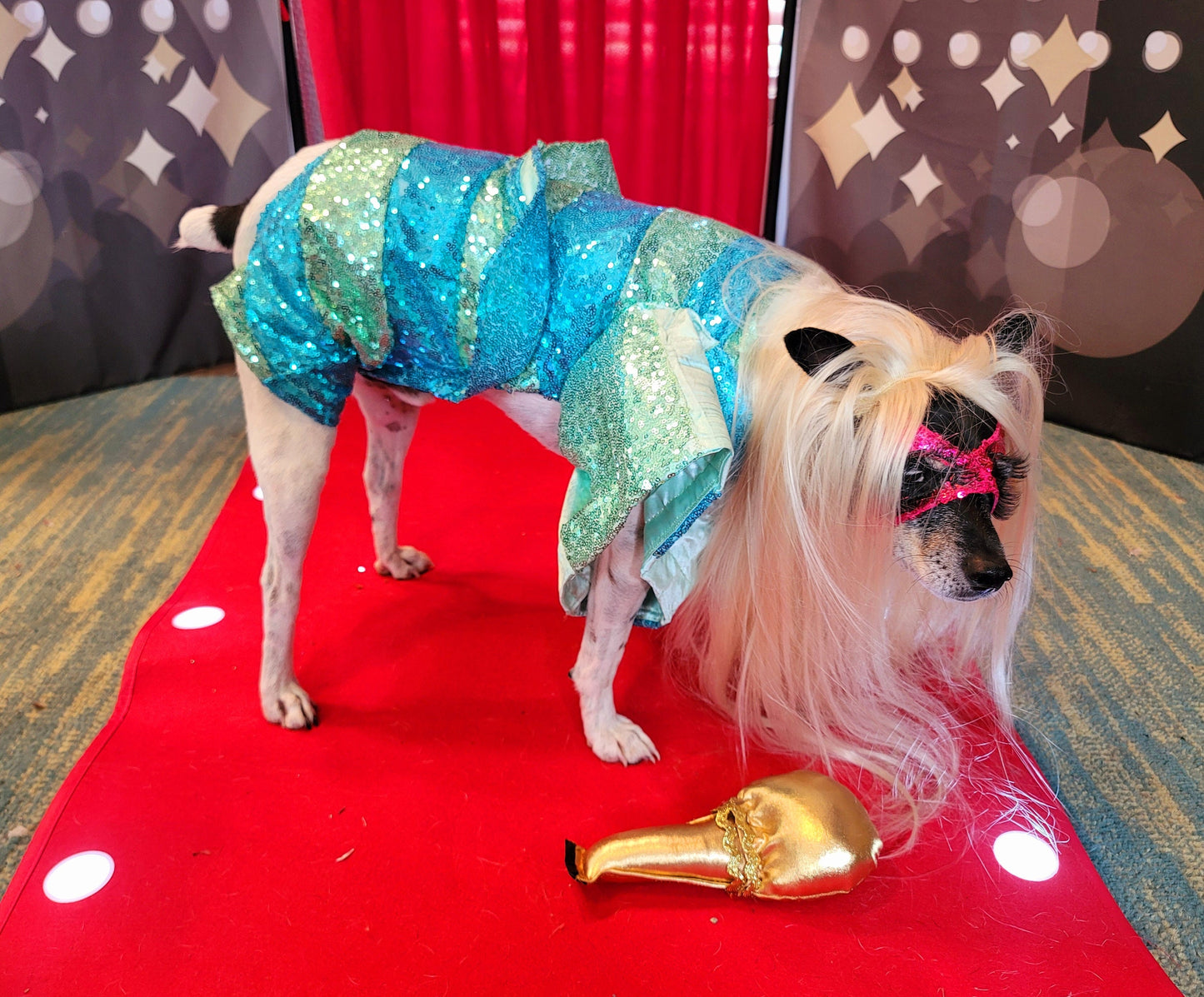 Lady Gaga Concert pet costume, Lady Gaga concert dog costume, Pop Singer pet costume, Halloween Pet Costume, Lady Gaga dog costume