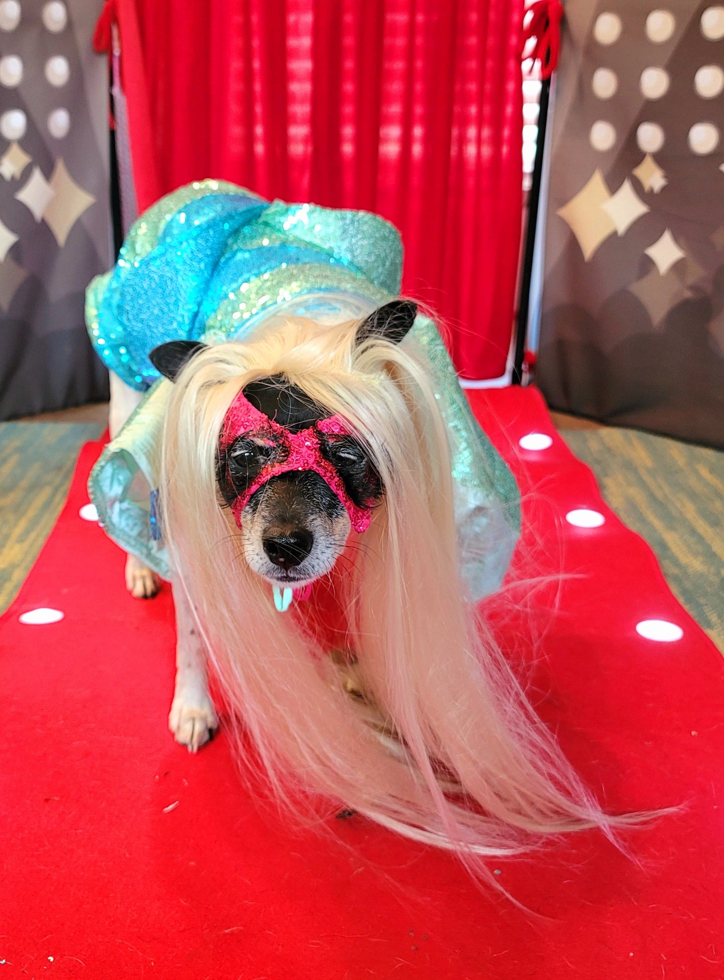 Lady Gaga Concert pet costume, Lady Gaga concert dog costume, Pop Singer pet costume, Halloween Pet Costume, Lady Gaga dog costume