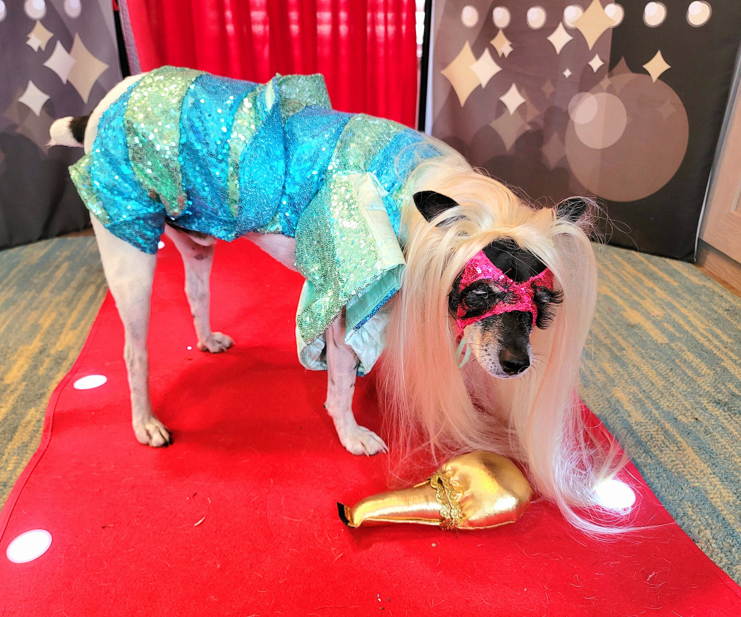 Lady Gaga Concert pet costume, Lady Gaga concert dog costume, Pop Singer pet costume, Halloween Pet Costume, Lady Gaga dog costume