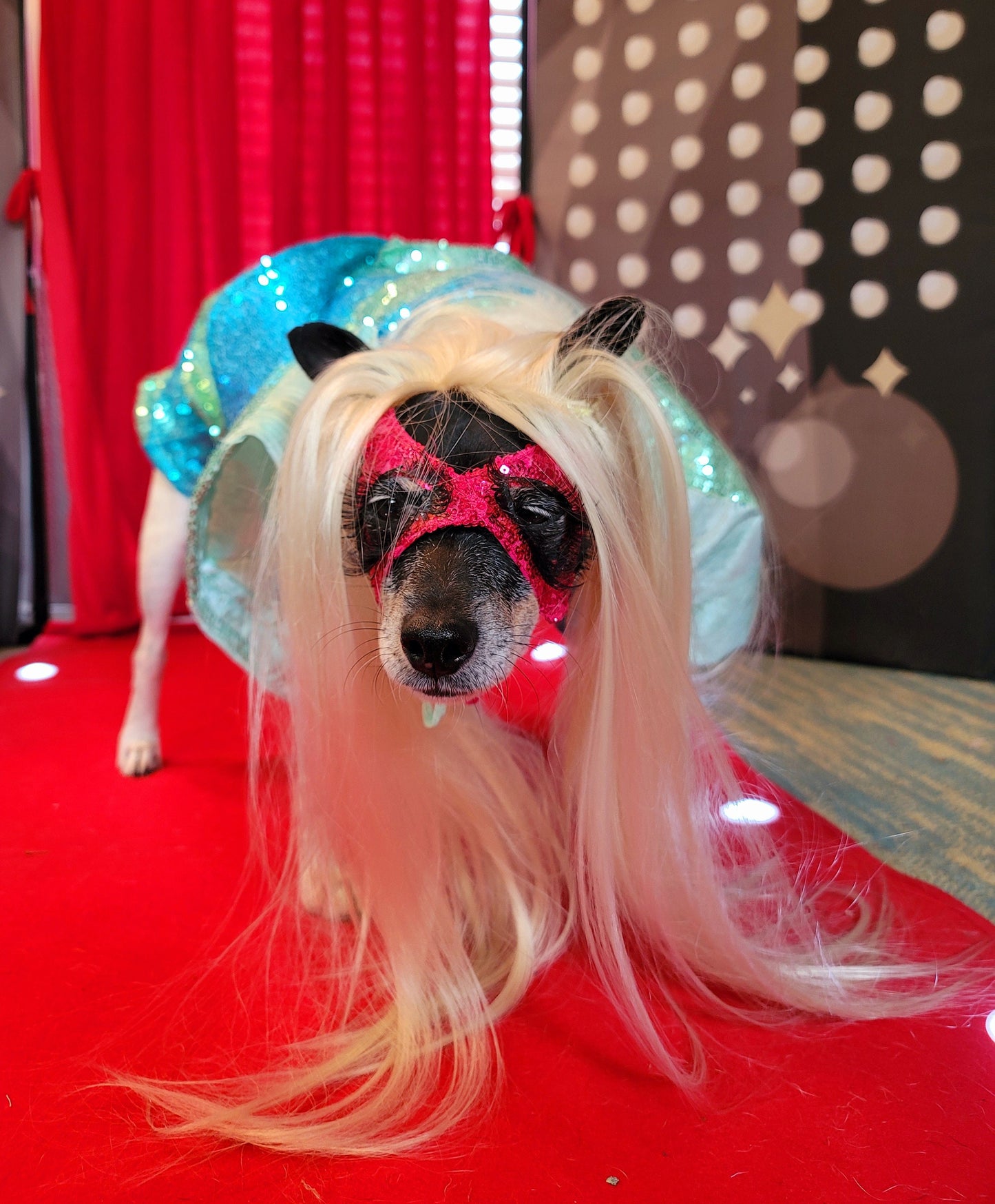 Lady Gaga Concert pet costume, Lady Gaga concert dog costume, Pop Singer pet costume, Halloween Pet Costume, Lady Gaga dog costume
