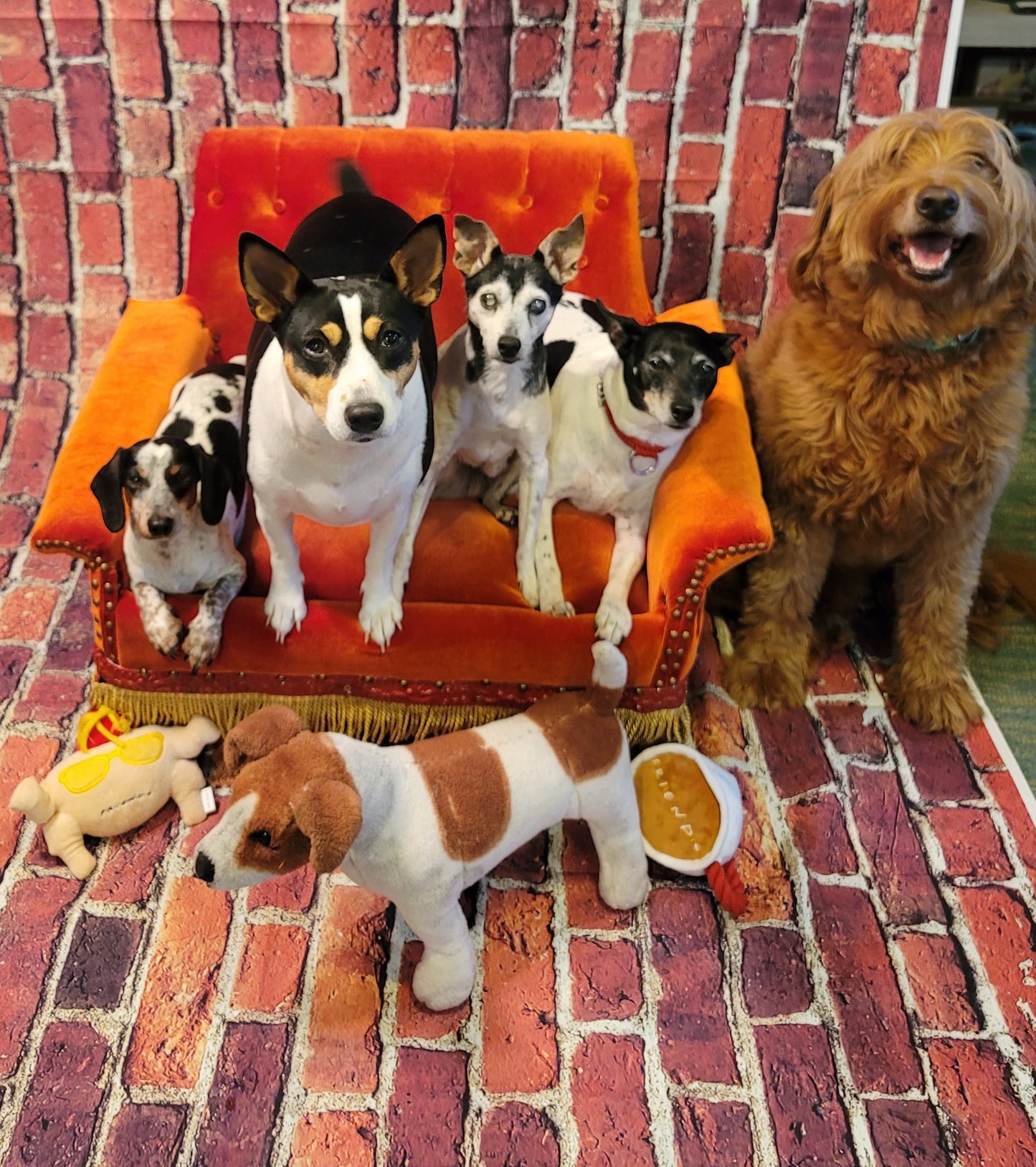 Friends Pet Sofa, Friends Dog Sofa, Central Perk Pet Sofa, Central Perk dog sofa, Friends pet couch, Friends dog couch, luxury pet bed