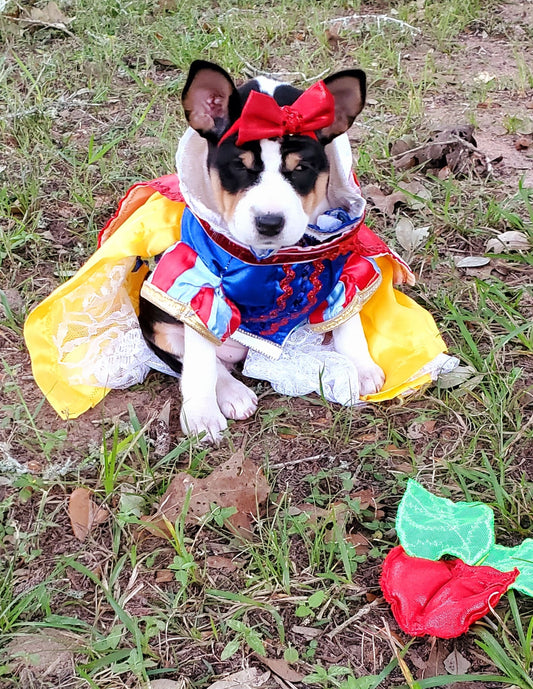 - Snow White Pet Costume, Snow White Dog Costume, Snow White Cat Costume, Disney Pet Costume, pet dress Costume, Halloween Pet costume girls