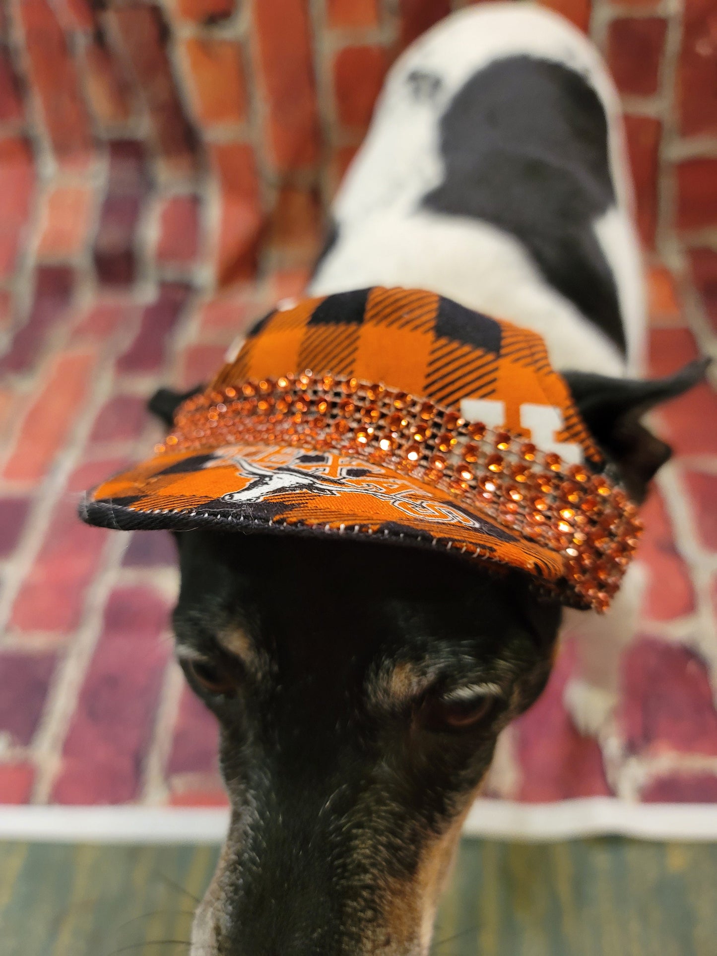 Longhorn Pet hat, Texas Pet Hat, Longhorn dog hat, Texas dog hat, Longhorn cat hat, Texas Cat Hat, college team Pet hat, Adjustable pet hat