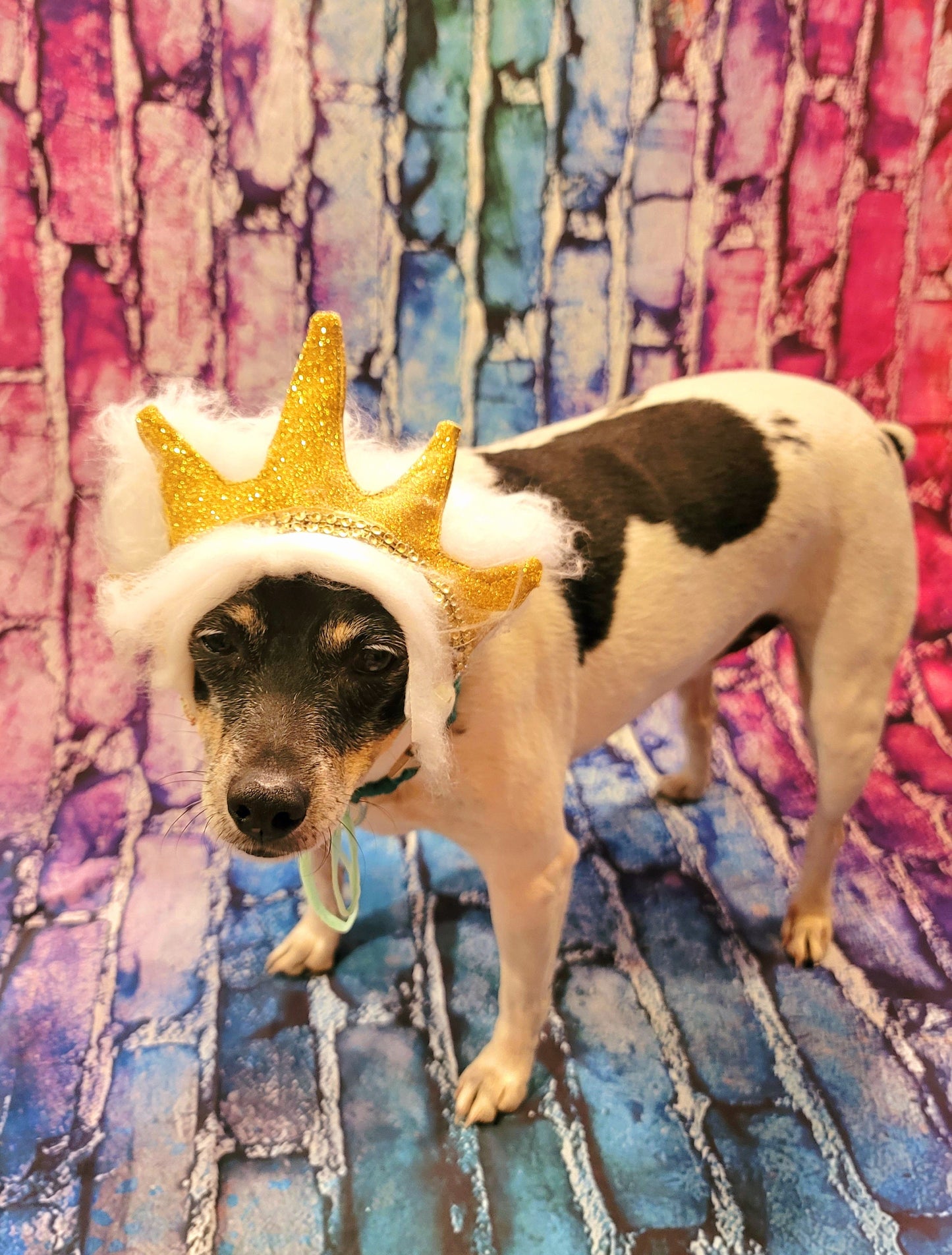 King Triton Pet wig, beard and crown, King Triton dog wig and crown, Sea King Pet wig, beard and crown, Mermaid Pet wig and beard