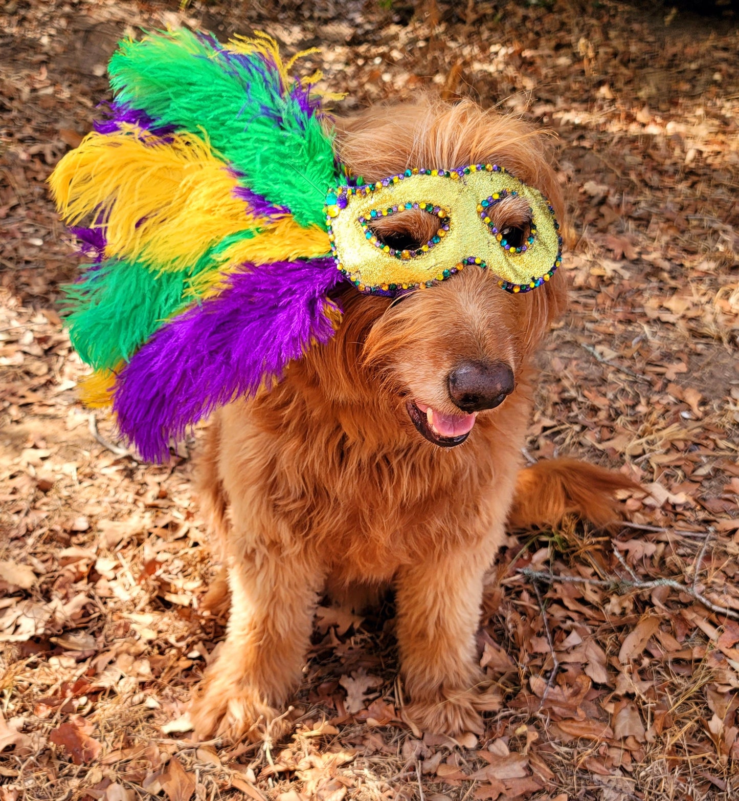 Mardi Gras Pet Masks, Mardi Gras Dog Mask, Fat Tuesday Dog Mask, Fat Tuesday Pet Mask, Mardi Gras Cat Mask, Pet Costume Mask, Dog Mask Inactive