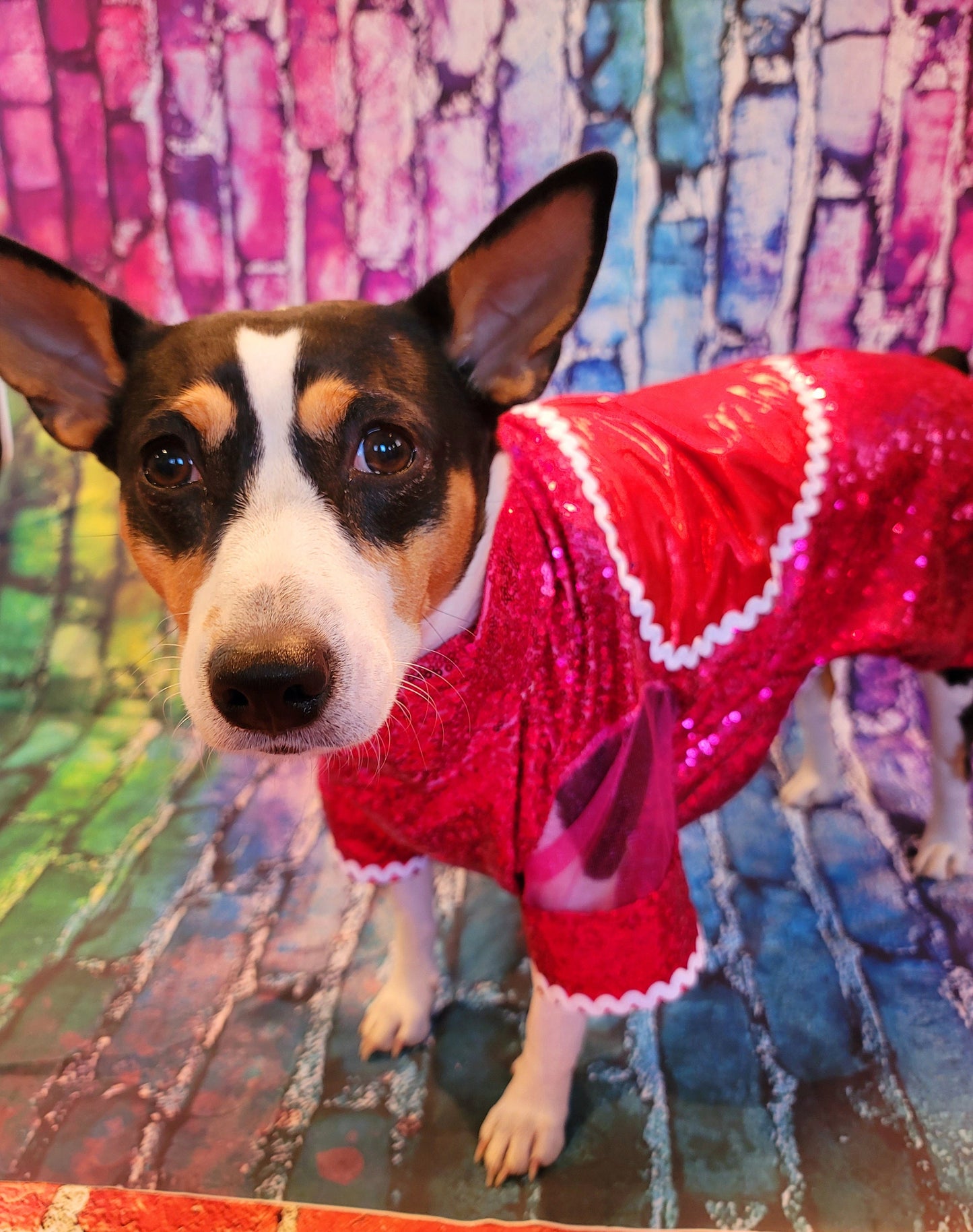 - Taylor Swift pet dress, Taylor lover pet dress, Taylor Me pet dress, Taylor Swift dog dress, Taylor cat dress, lover era pet costume, heart