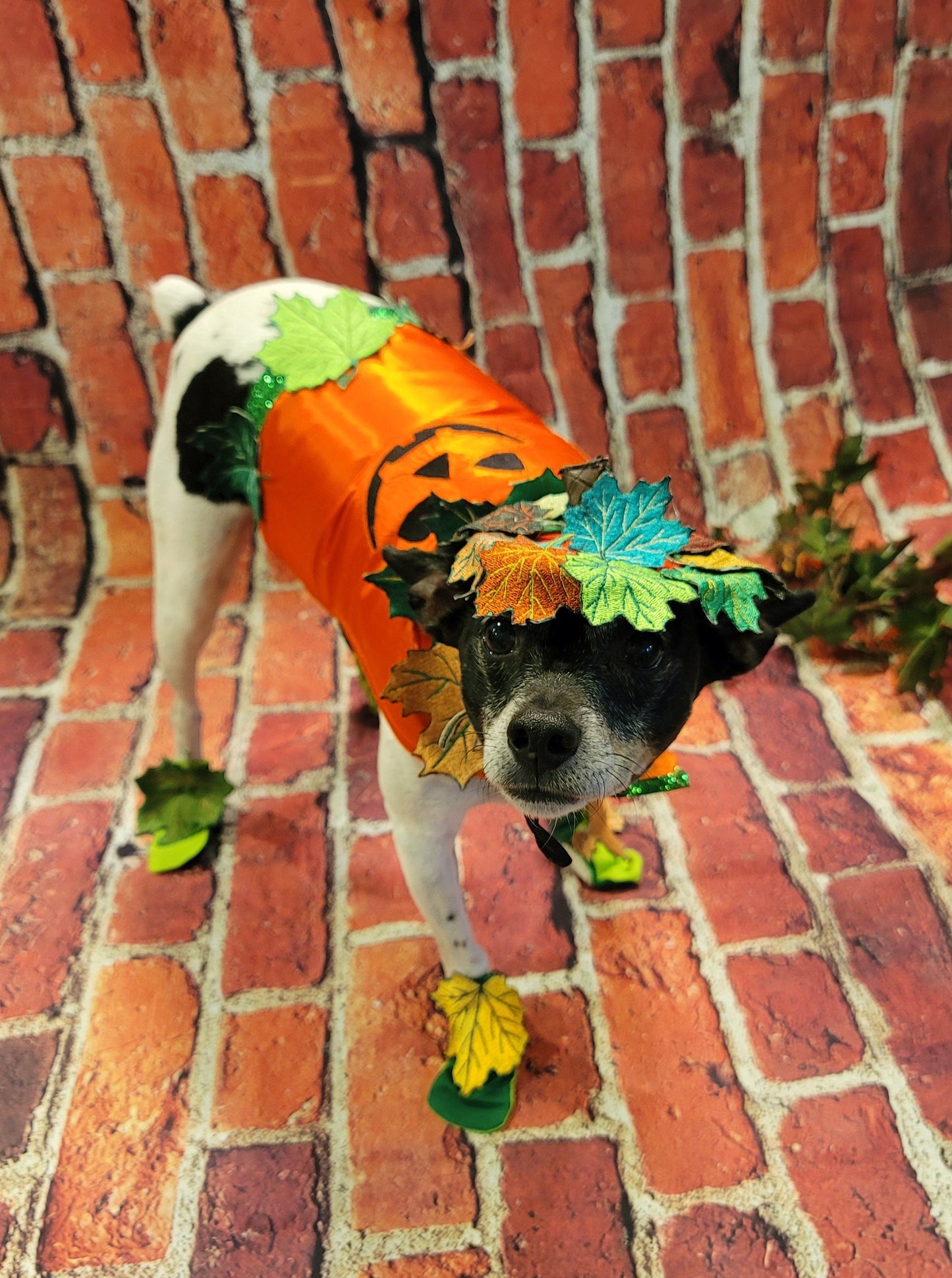 - Pumpkin Halloween Pet Costume, Pet Halloween Costumes, Girl Pumpkin Pet costume, boy Halloween Pet costume, Dog Pumpkin costume, cat costume