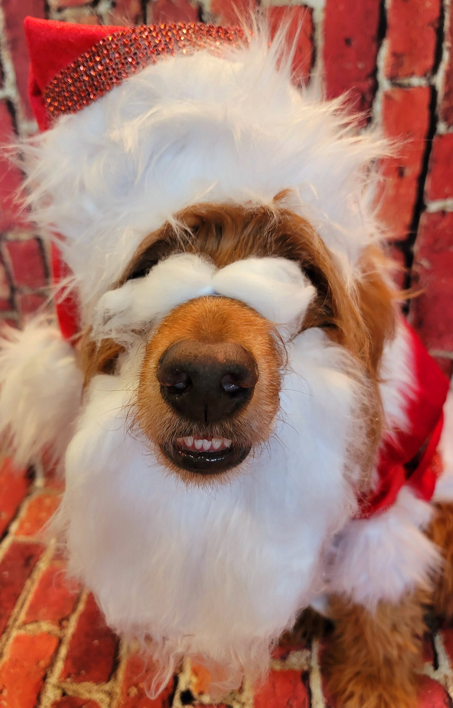 Santa Claus Pet beard and hat, Santa Claus dog beard and hat, Santa Claus Cat beard and hat, pet Santa hat and beard, dog Santa hat