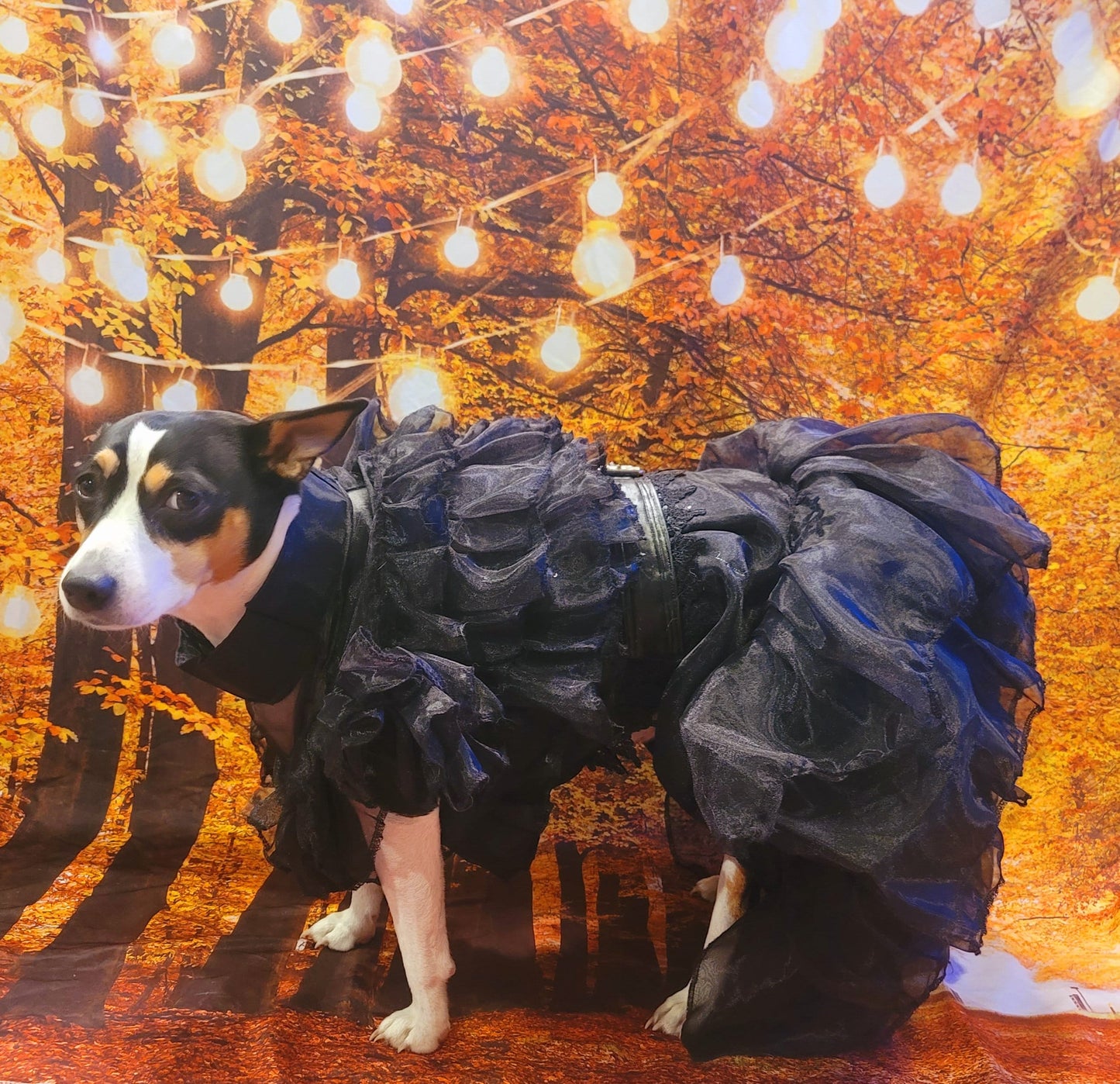 - Wednesday Raven Pet Prom dress, Wednesday Pet Costume, Wednesday Raven Dog dress, Wednesday dog costume, Wednesday Cat Dress, Raven Pet