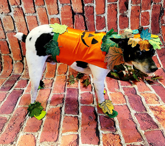 - Pumpkin Halloween Pet Costume, Pet Halloween Costumes, Girl Pumpkin Pet costume, boy Halloween Pet costume, Dog Pumpkin costume, cat costume