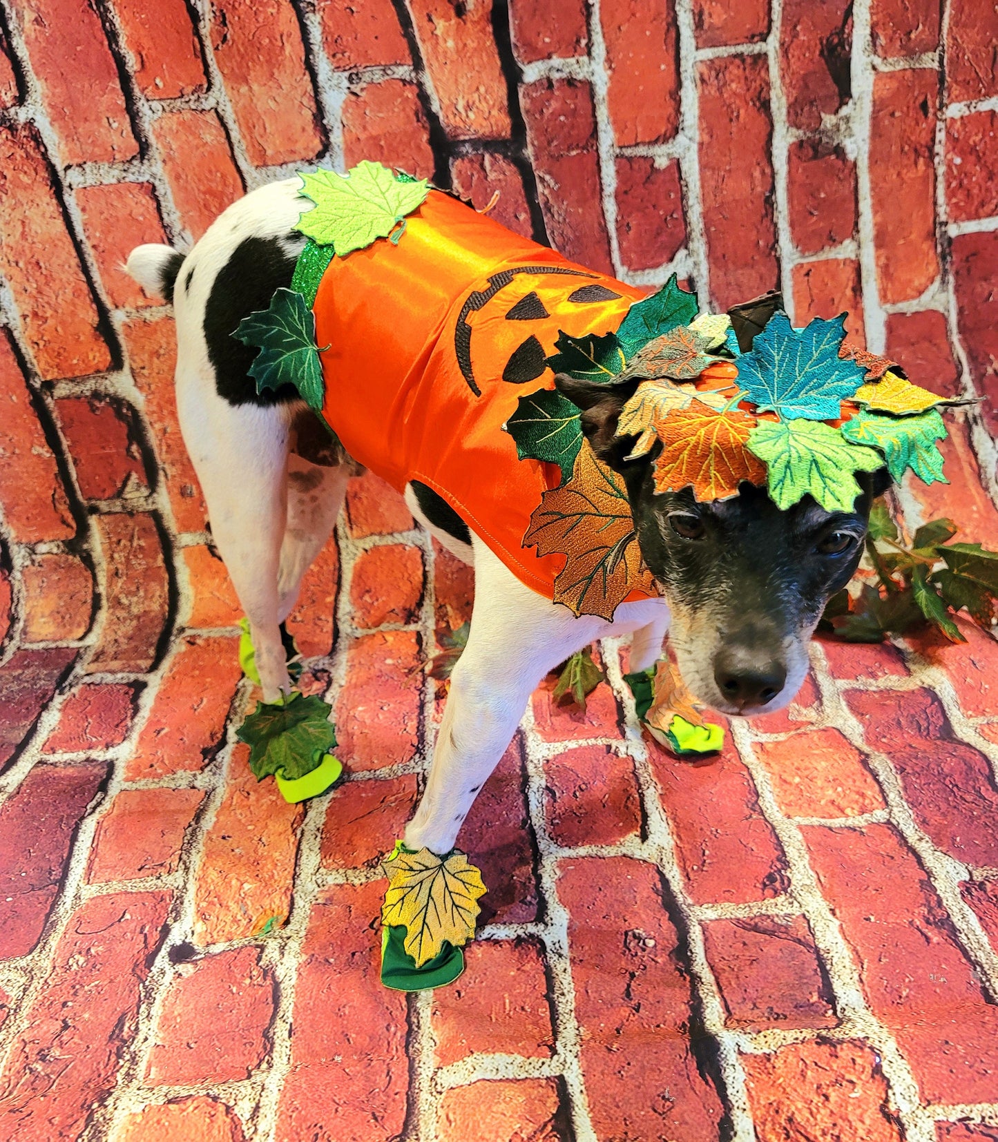 - Pumpkin Halloween Pet Costume, Pet Halloween Costumes, Girl Pumpkin Pet costume, boy Halloween Pet costume, Dog Pumpkin costume, cat costume