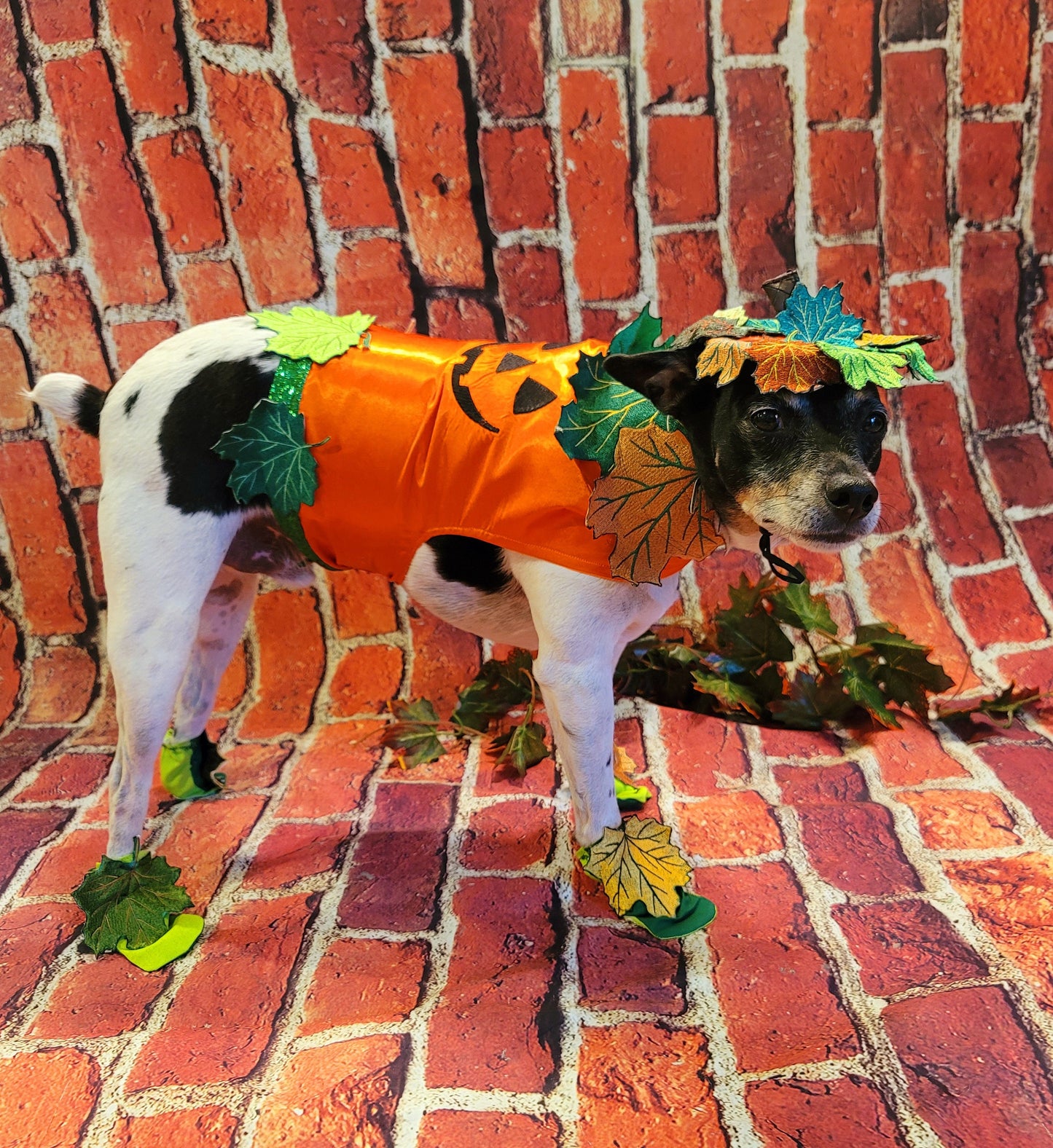 - Pumpkin Halloween Pet Costume, Pet Halloween Costumes, Girl Pumpkin Pet costume, boy Halloween Pet costume, Dog Pumpkin costume, cat costume