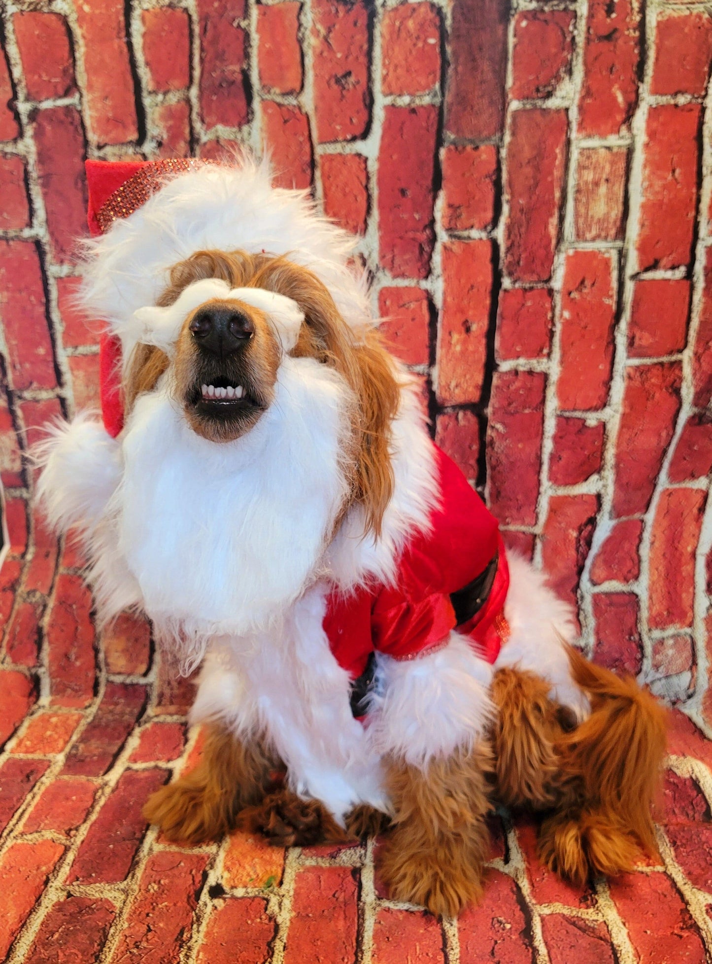 Santa Claus Pet beard and hat, Santa Claus dog beard and hat, Santa Claus Cat beard and hat, pet Santa hat and beard, dog Santa hat