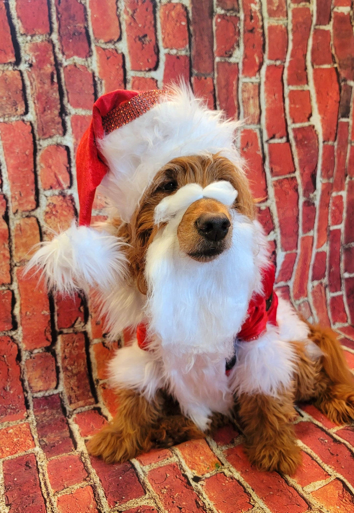 Santa Claus Pet beard and hat, Santa Claus dog beard and hat, Santa Claus Cat beard and hat, pet Santa hat and beard, dog Santa hat