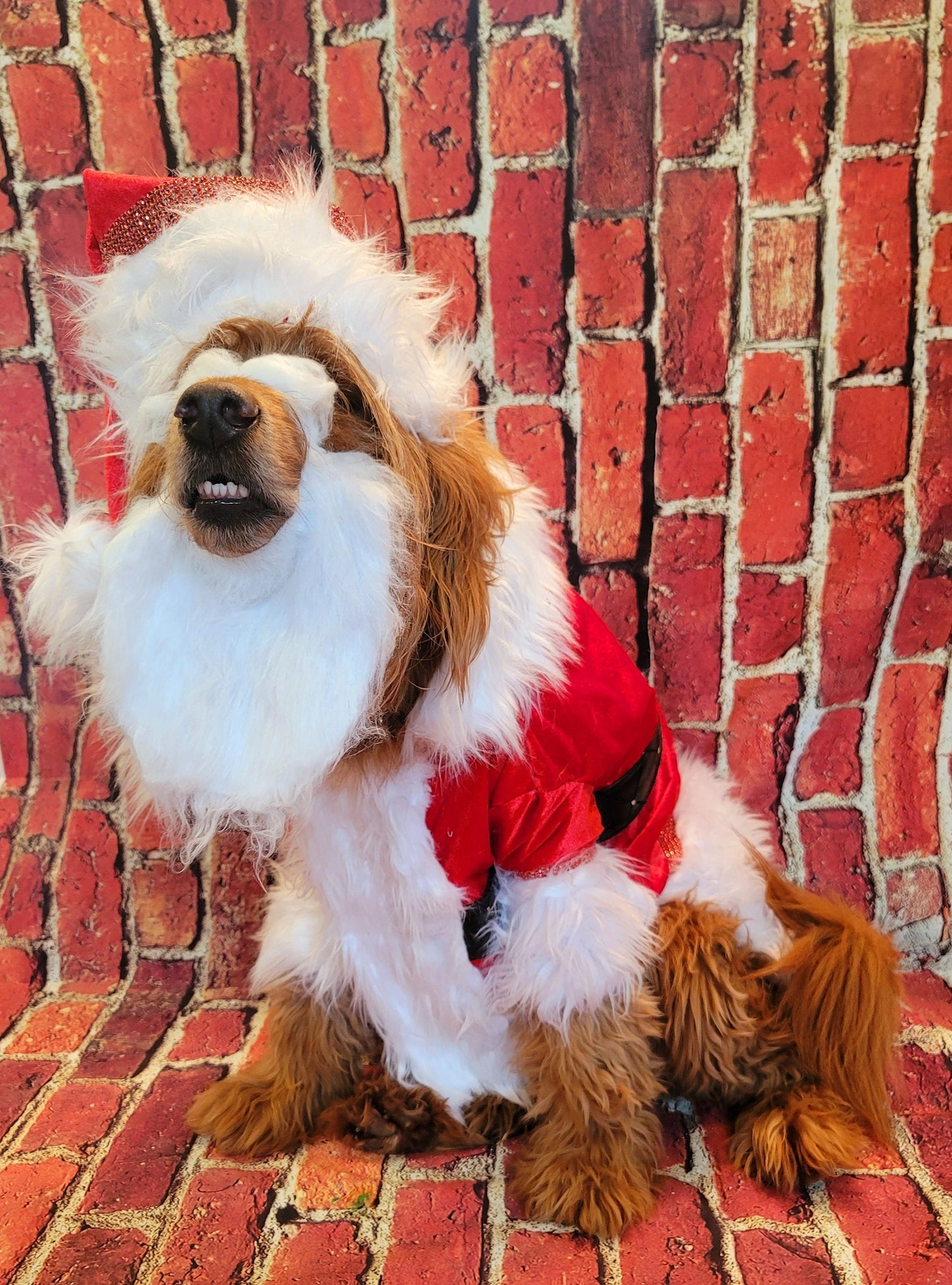 Pet Santa Costume, santa dog costume, santa full pet costume, santa cat costume, dog santa costume, Christmas pet costume, holiday pet