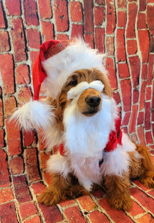Pet Santa shirt and hat, santa dog shirt hat, santa pet costume, santa cat costume, dog santa costume, Christmas pet costume,