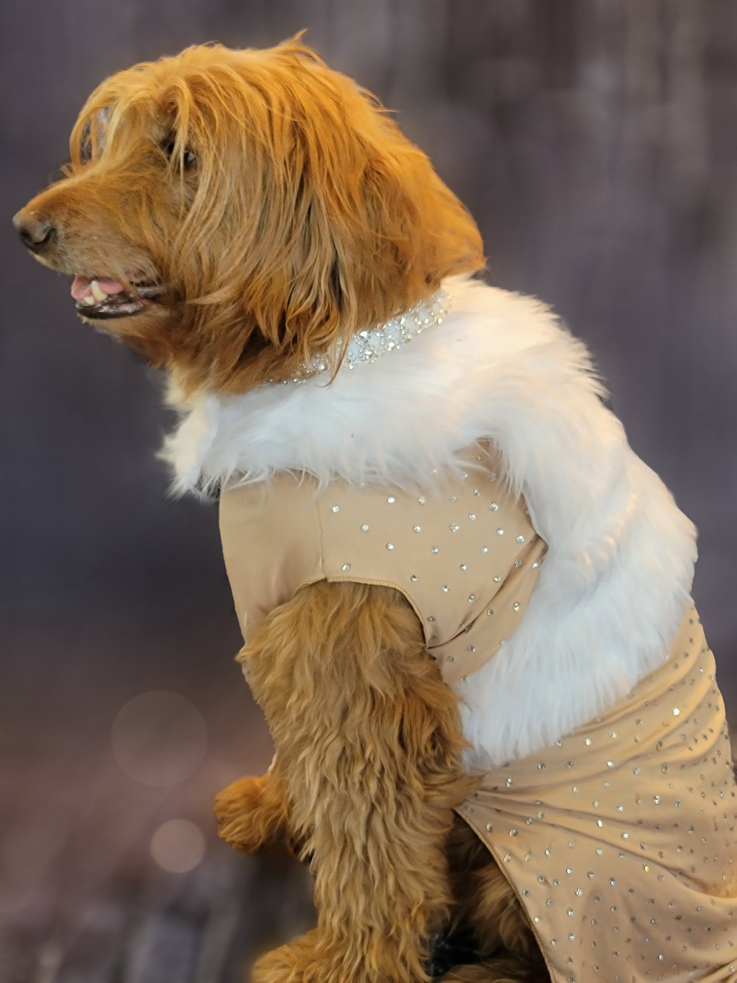 Marilyn Monroe Pet costume, Marilyn Monroe Happy Birthday Mr. President pet dress, Marilyn Monroe dog costume gold dress, pet cat costume