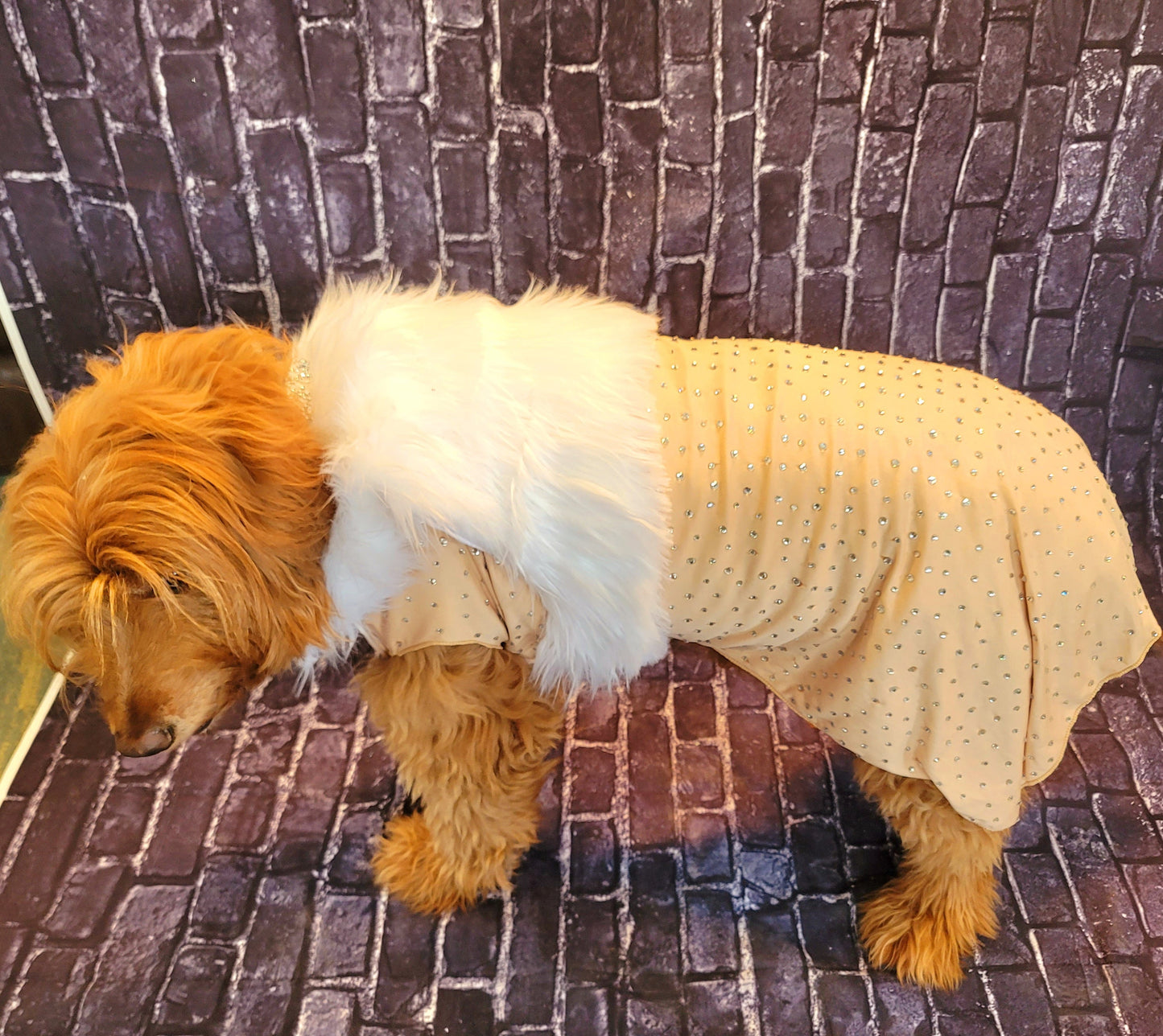 Marilyn Monroe Pet costume, Marilyn Monroe Happy Birthday Mr. President pet dress, Marilyn Monroe dog costume gold dress, pet cat costume