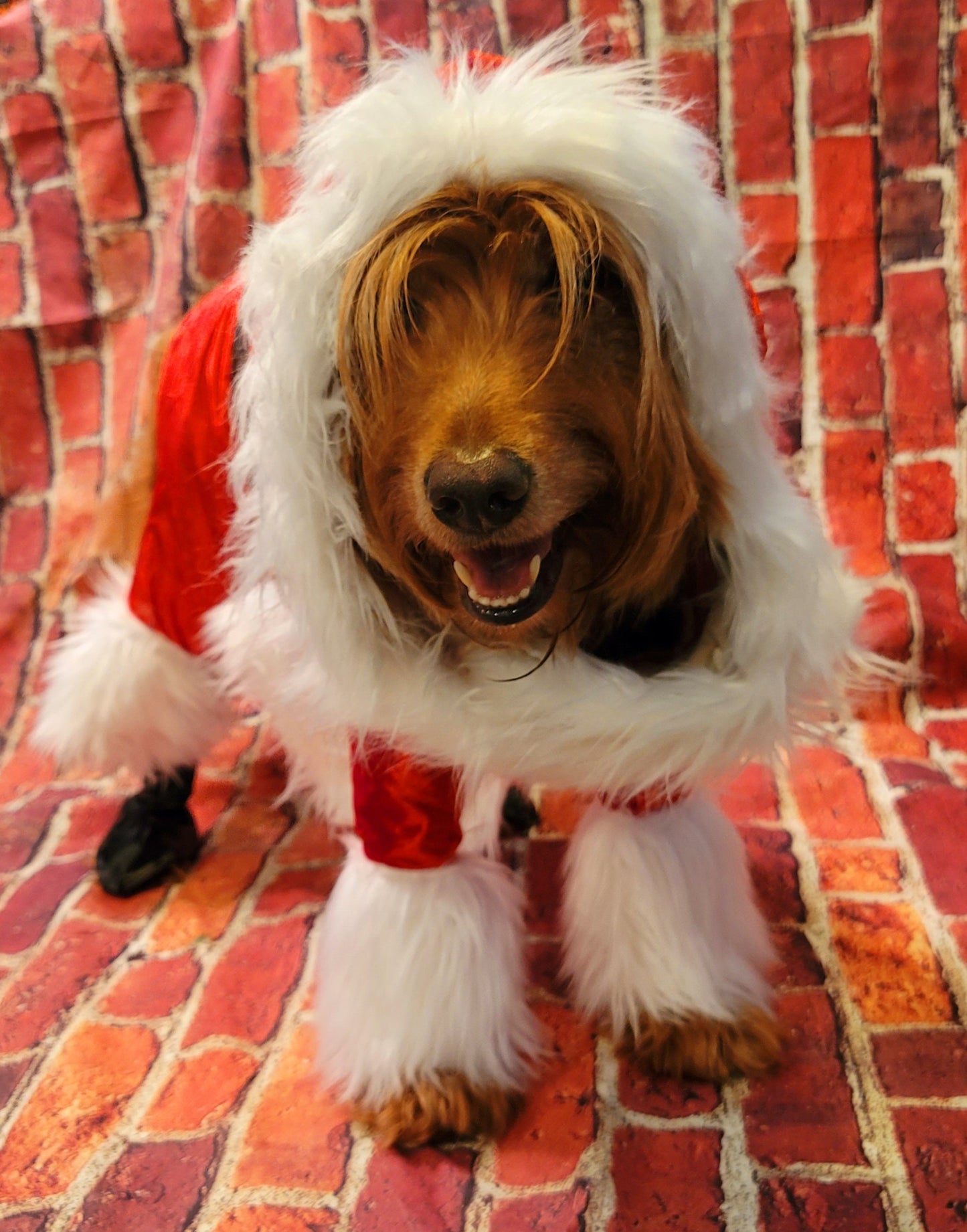Pet Santa Costume, santa dog costume, santa full pet costume, santa cat costume, dog santa costume, Christmas pet costume, holiday pet