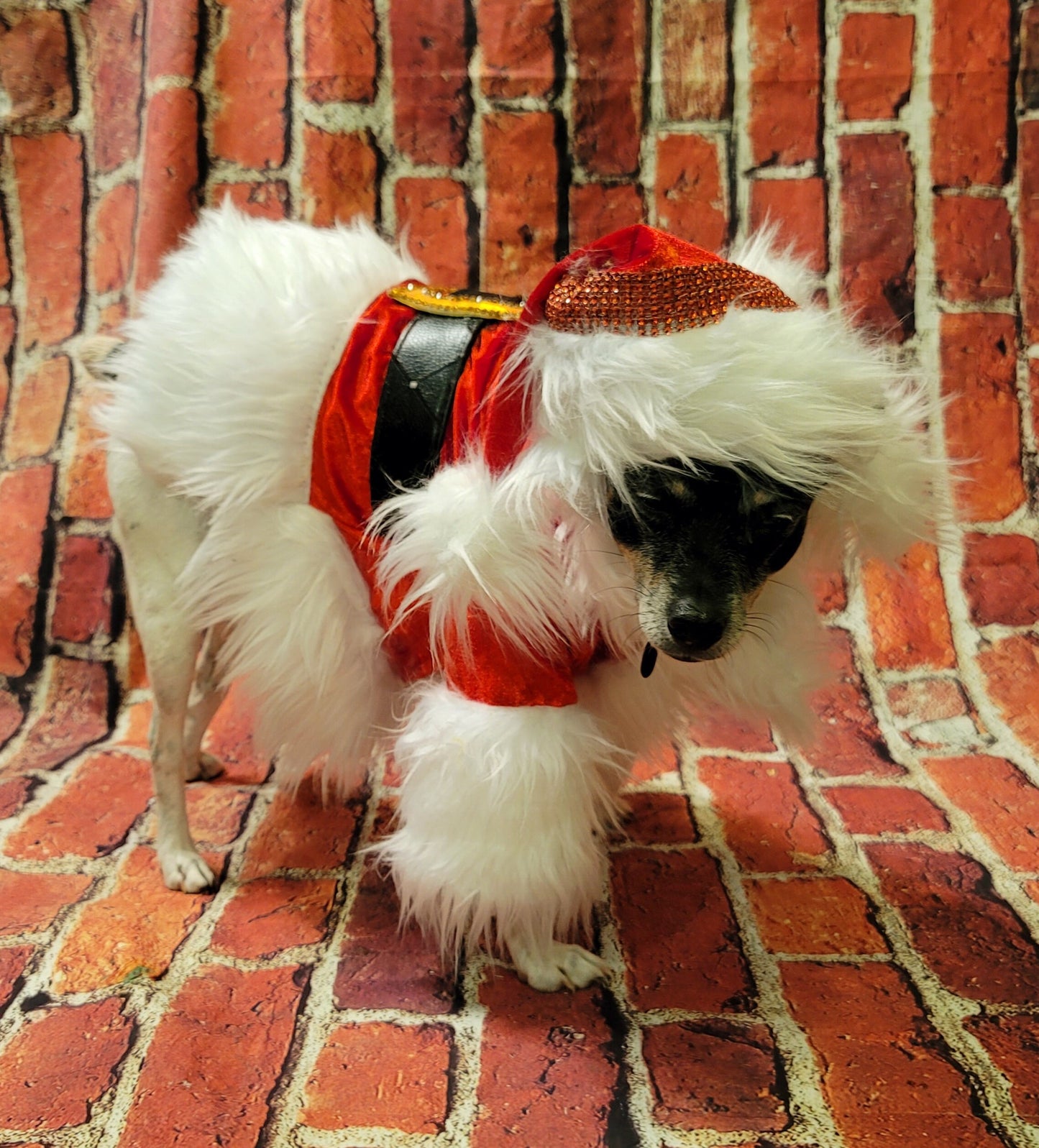 Pet Santa shirt and hat, santa dog shirt hat, santa pet costume, santa cat costume, dog santa costume, Christmas pet costume,