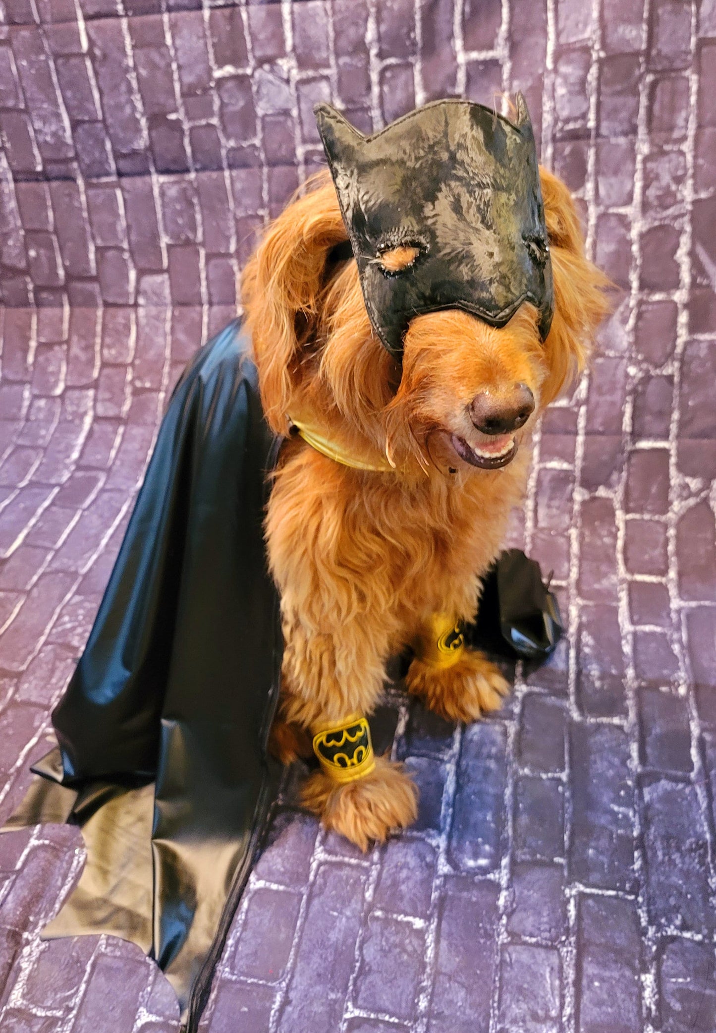 Batman pet costume, Batman dog costume, Batman cat costume, Batman pet cape, Batman Halloween costume, pet Batman, dog Batman costume