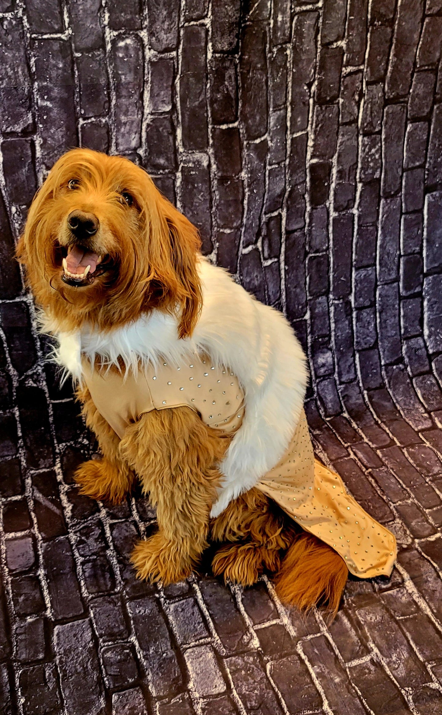 Marilyn Monroe Pet costume, Marilyn Monroe Happy Birthday Mr. President pet dress, Marilyn Monroe dog costume gold dress, pet cat costume
